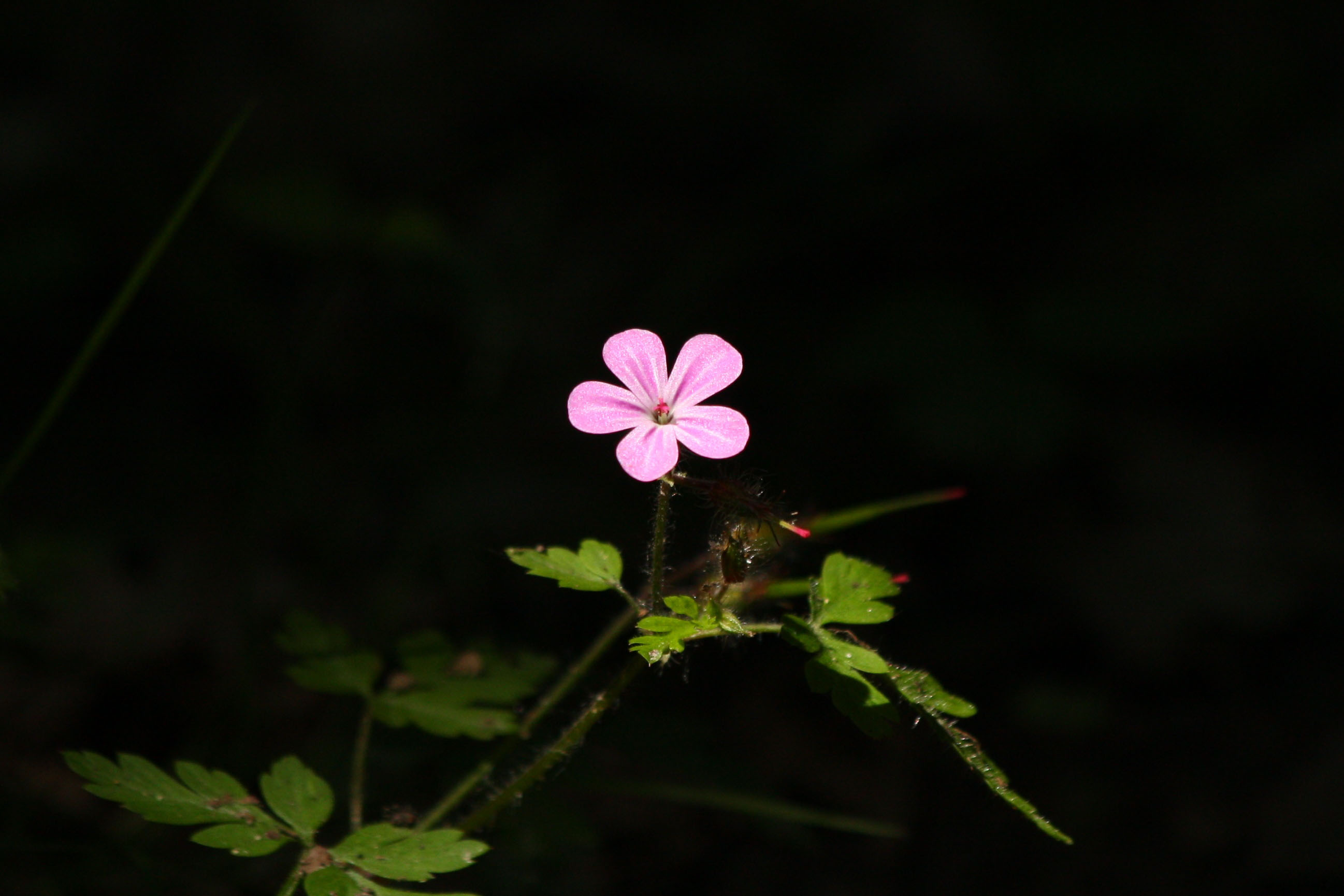 Fonds d'cran Nature Fleurs 