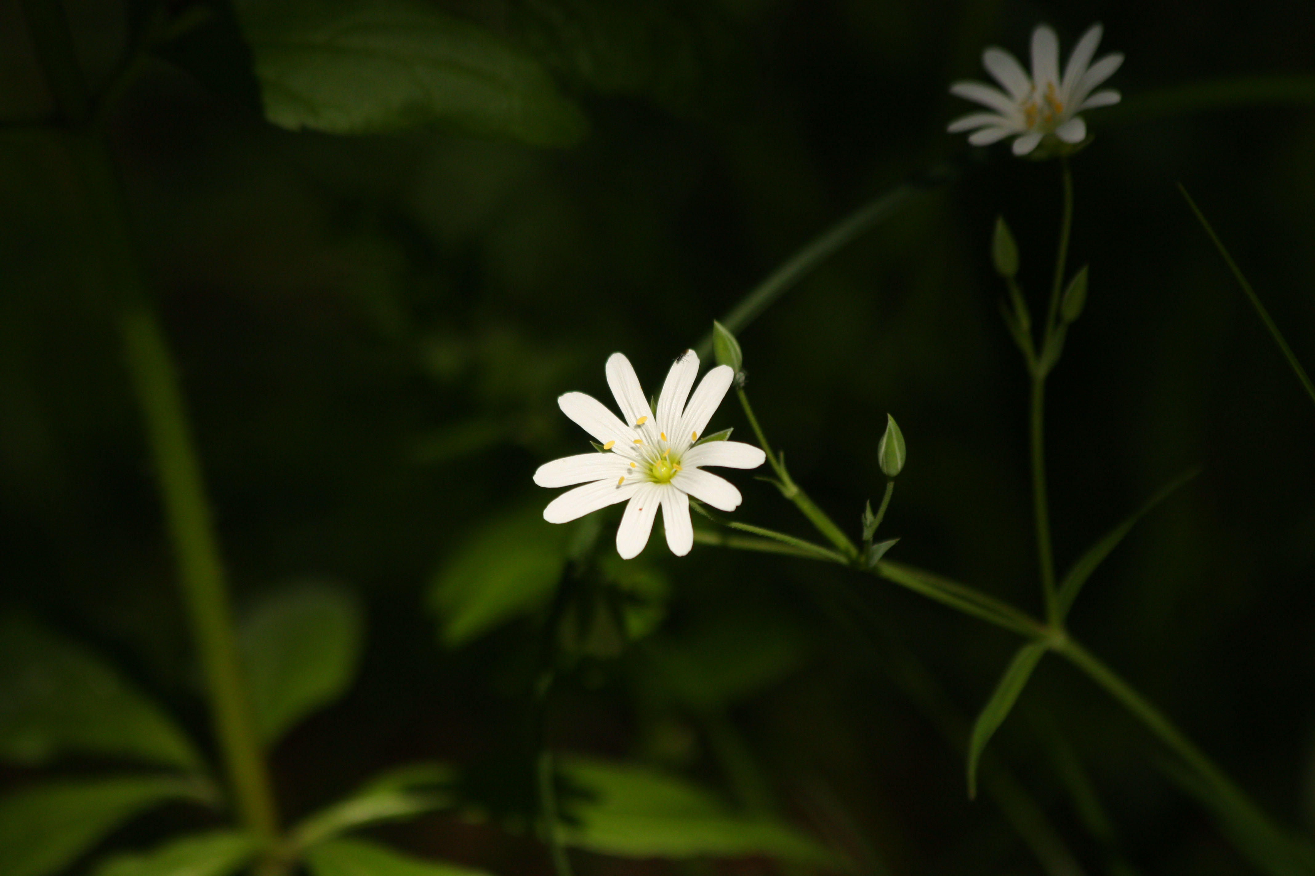 Fonds d'cran Nature Fleurs 