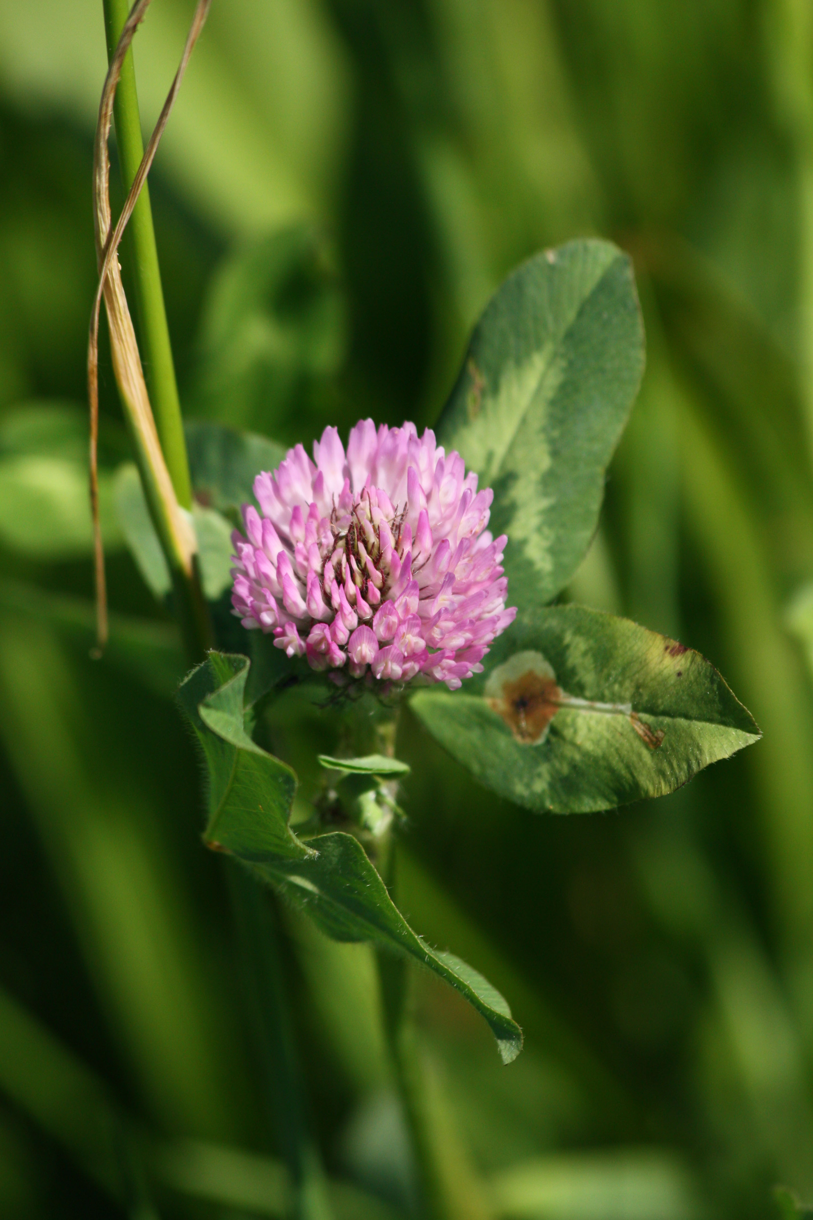 Fonds d'cran Nature Fleurs 