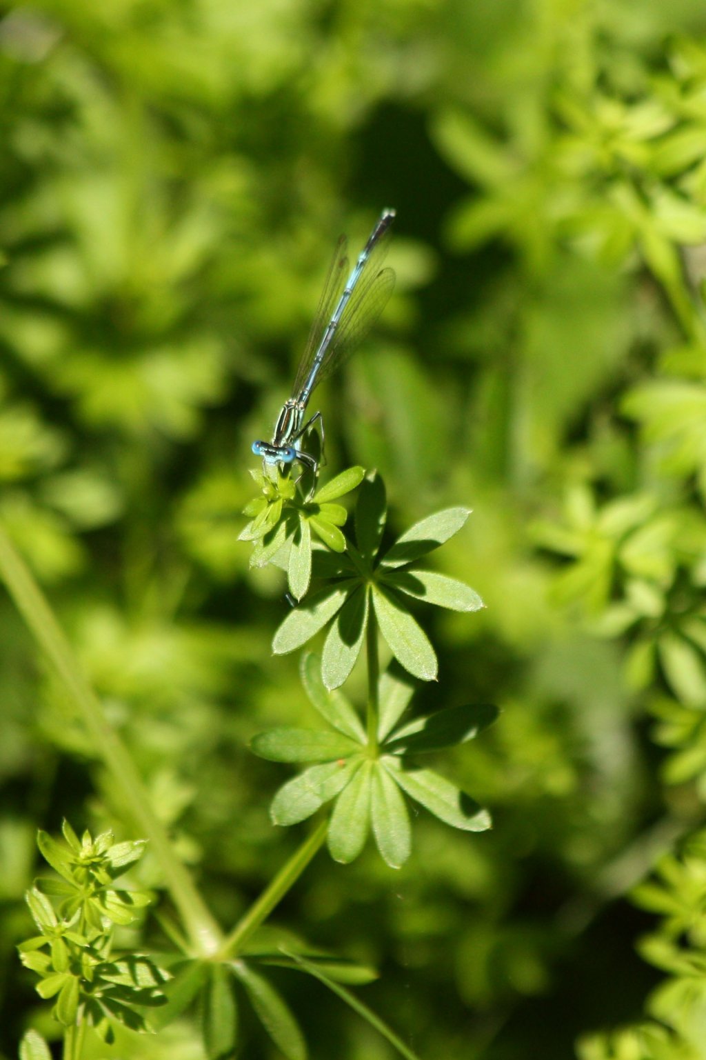 Fonds d'cran Animaux Insectes - Libellules 