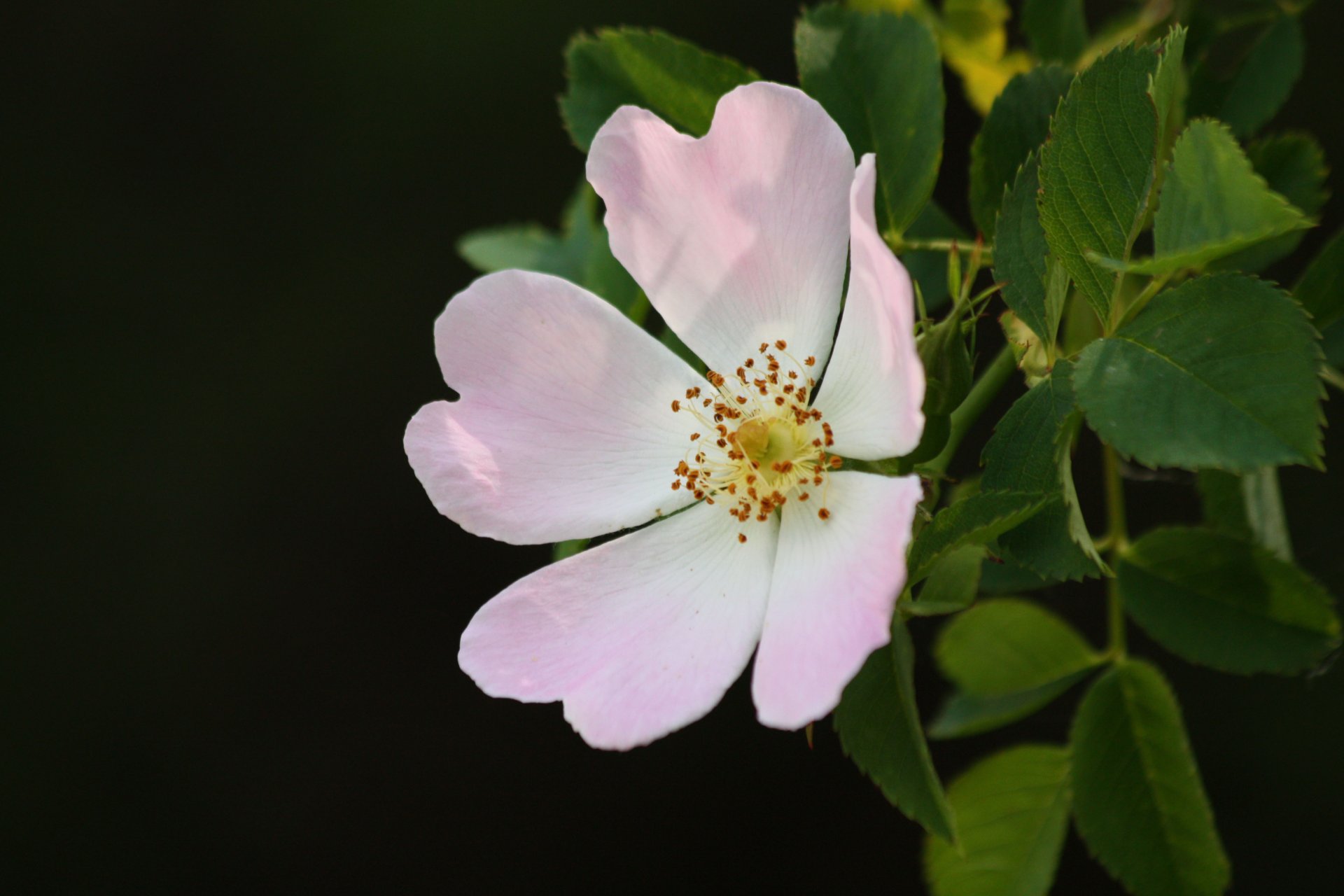 Wallpapers Nature Flowers 