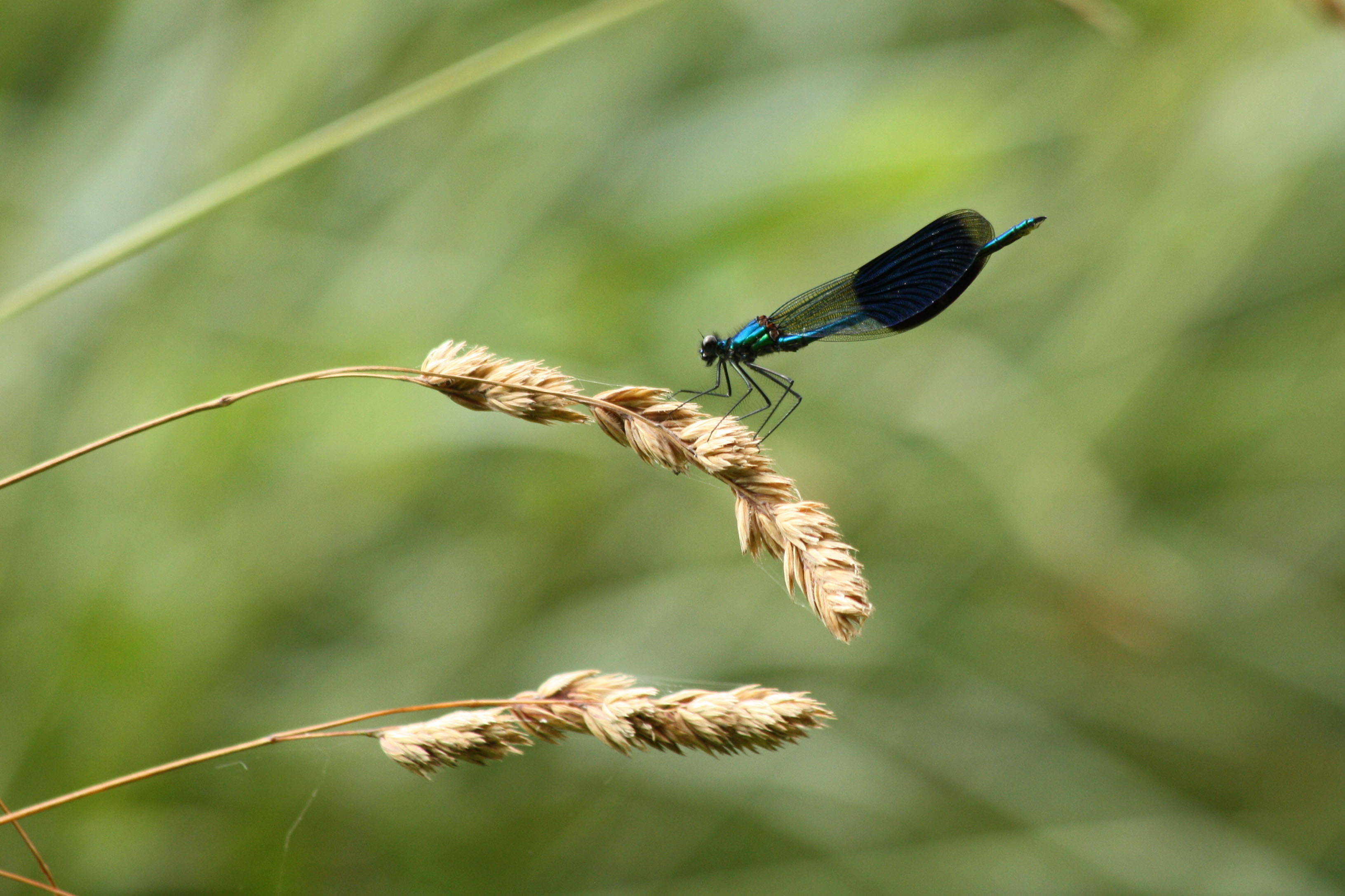 Wallpapers Animals Insects - Dragonflies 