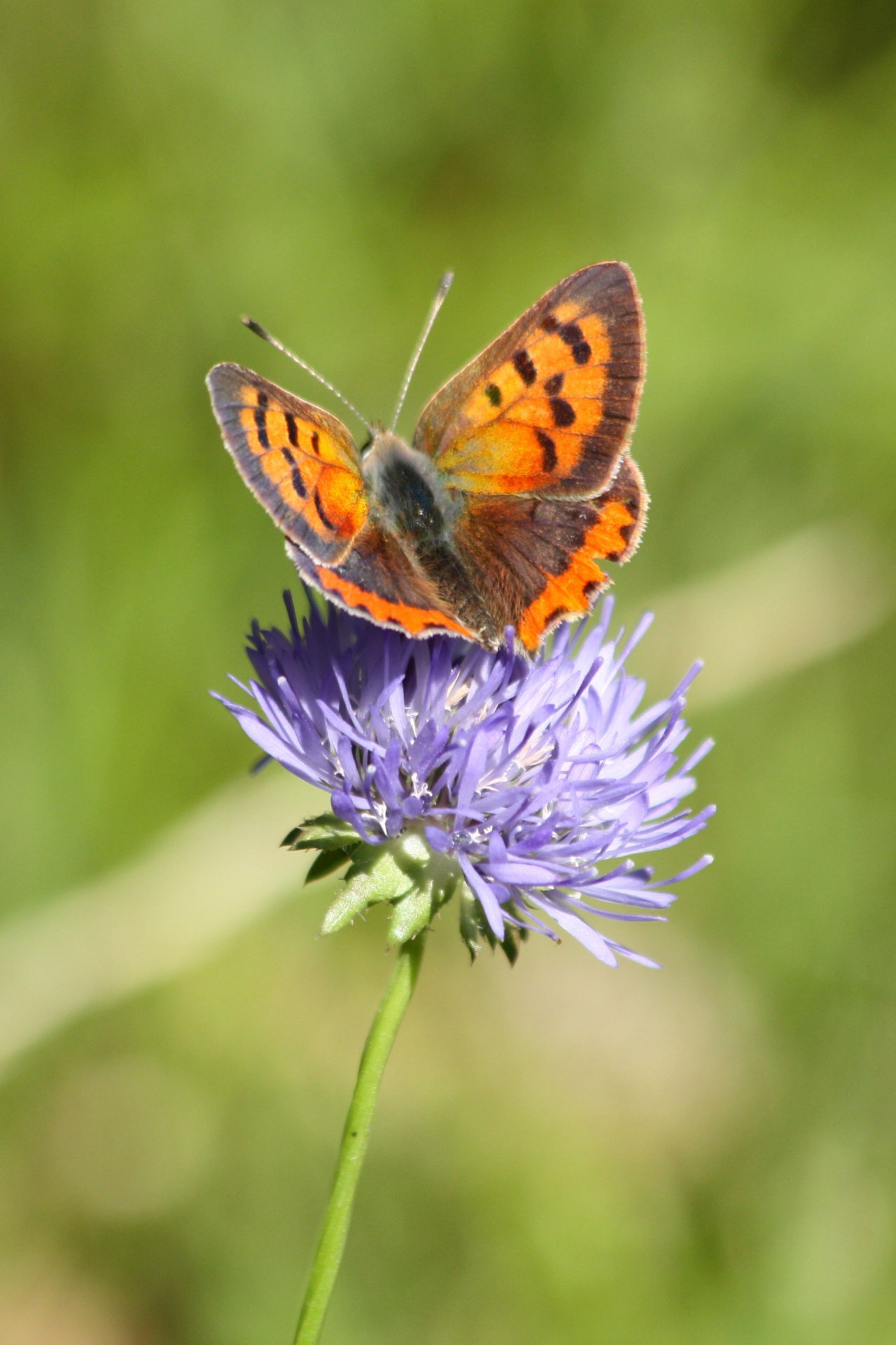 Fonds d'cran Animaux Insectes - Papillons 