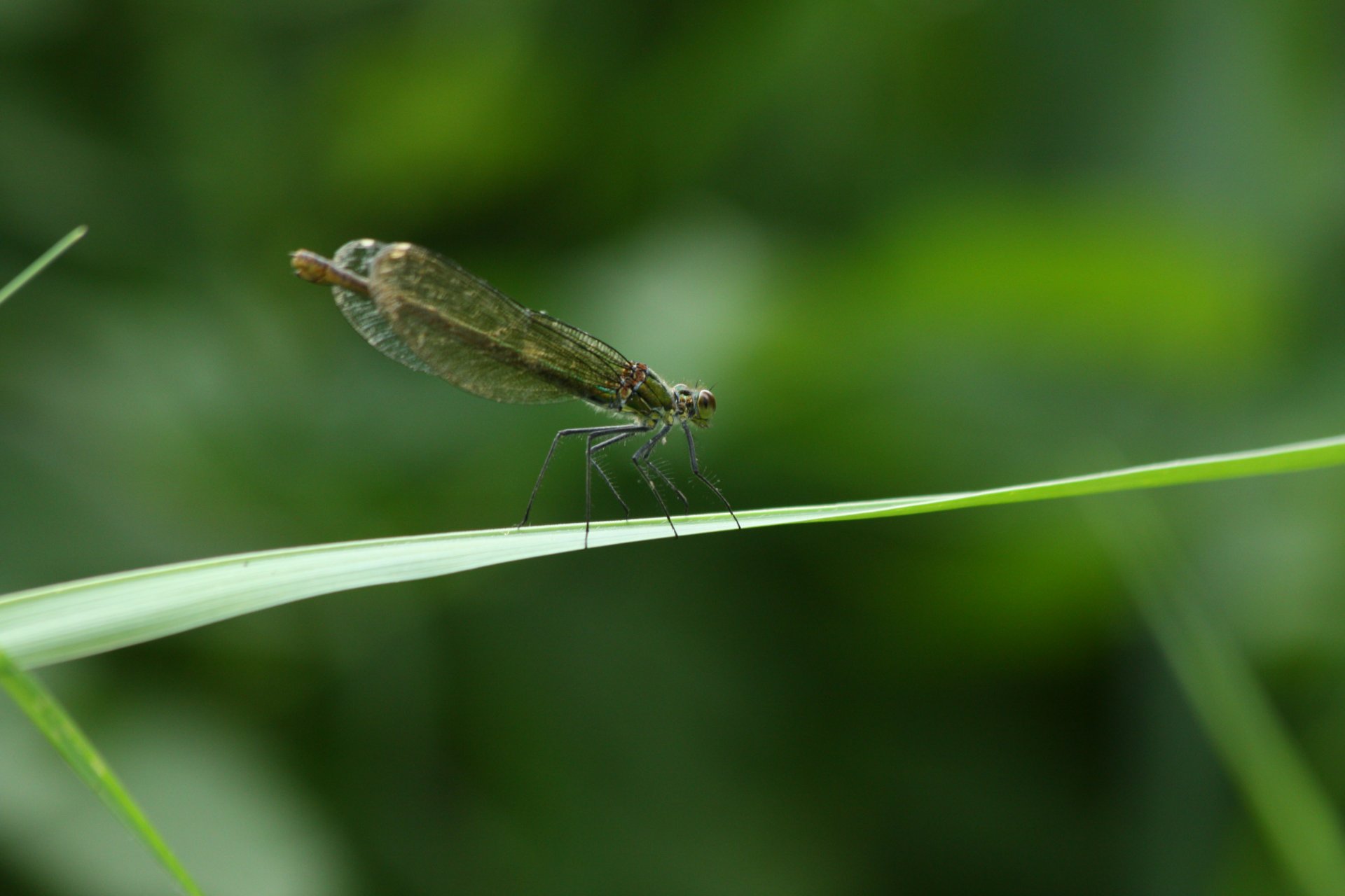 Wallpapers Animals Insects - Dragonflies 