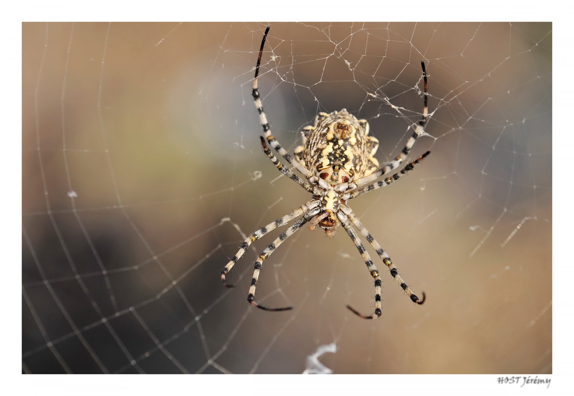 Fonds d'cran Animaux Araignes Araigne