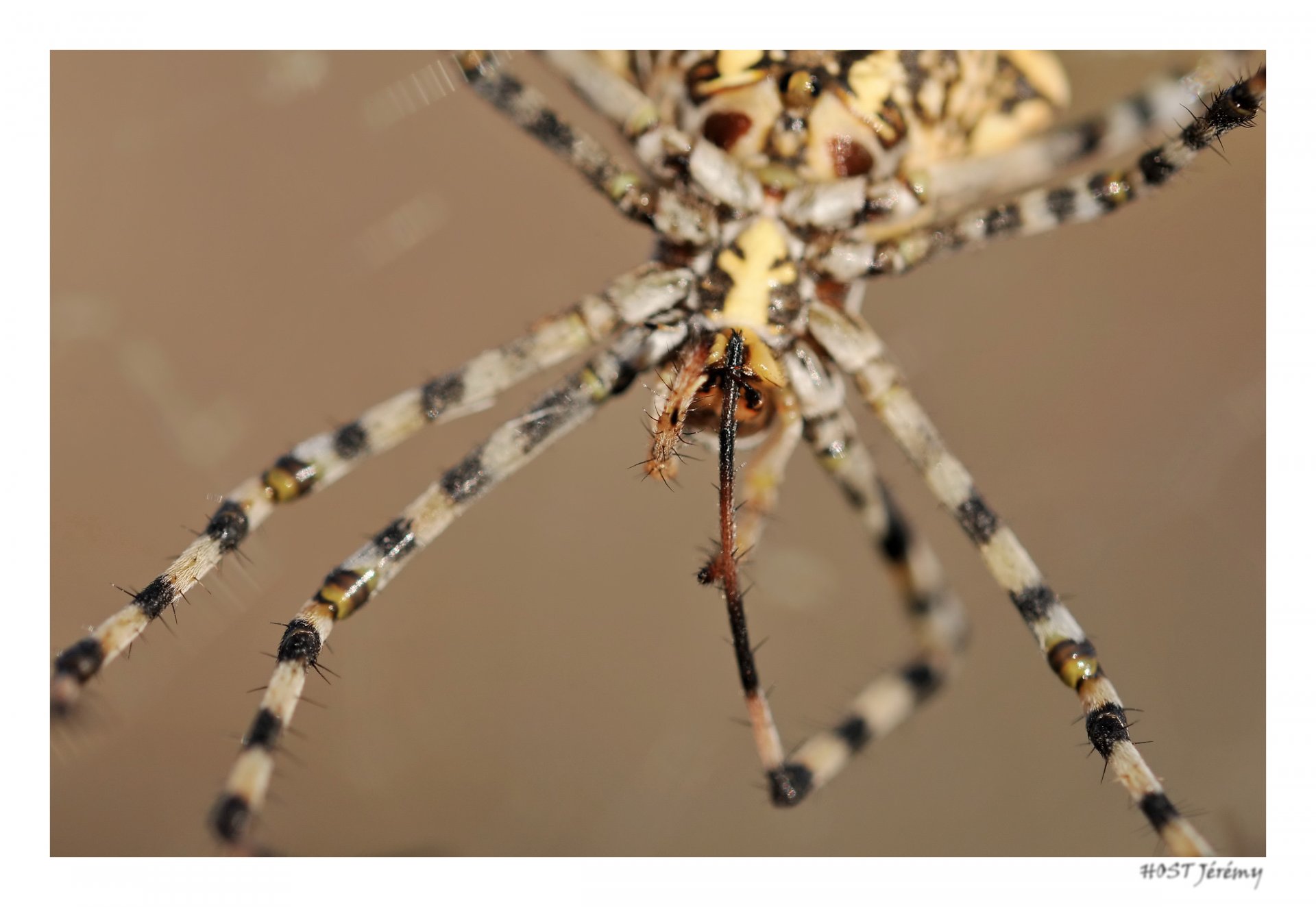 Fonds d'cran Animaux Araignes Araignée... de plus près ;)