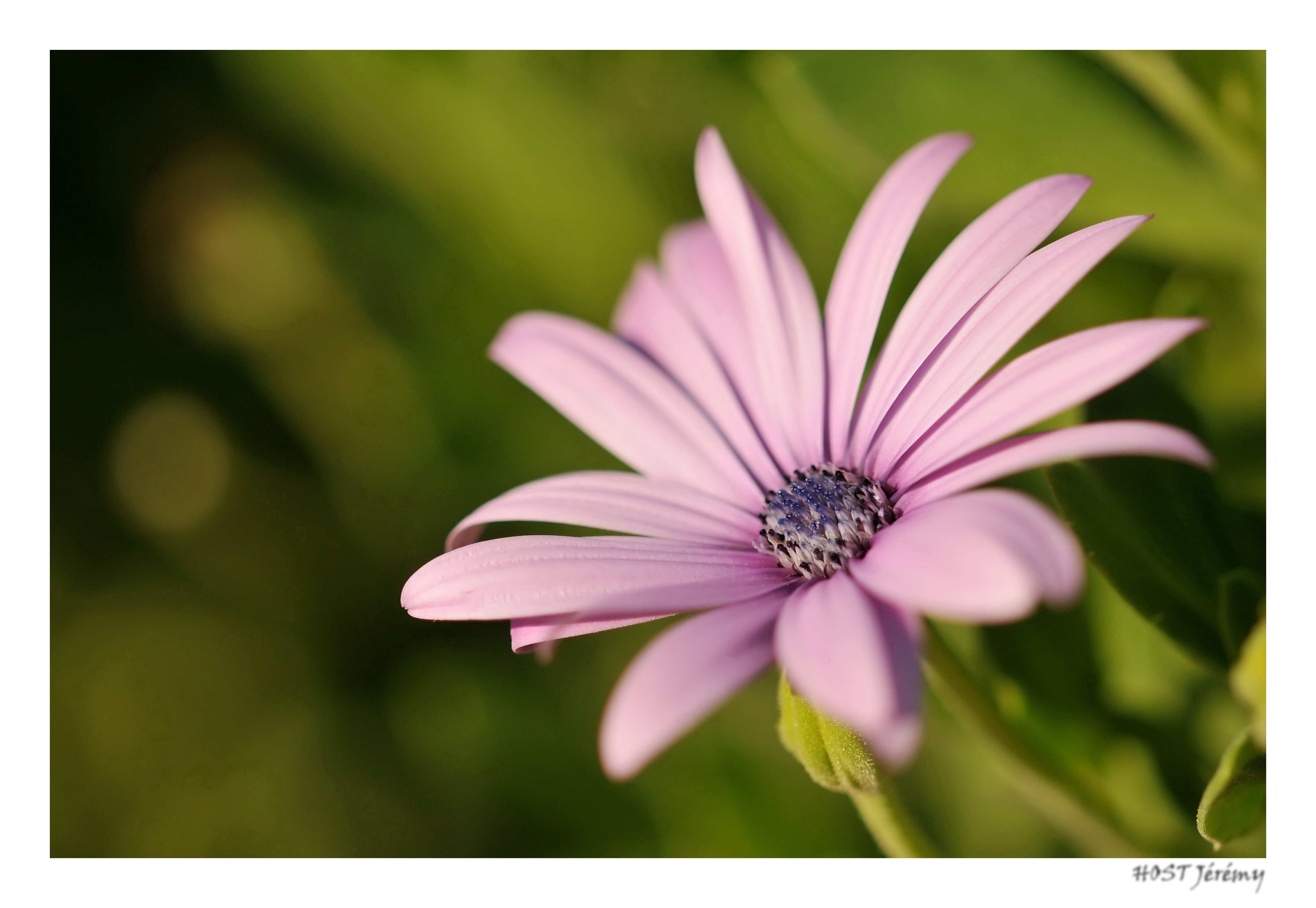 Fonds d'cran Nature Fleurs Fleur .2