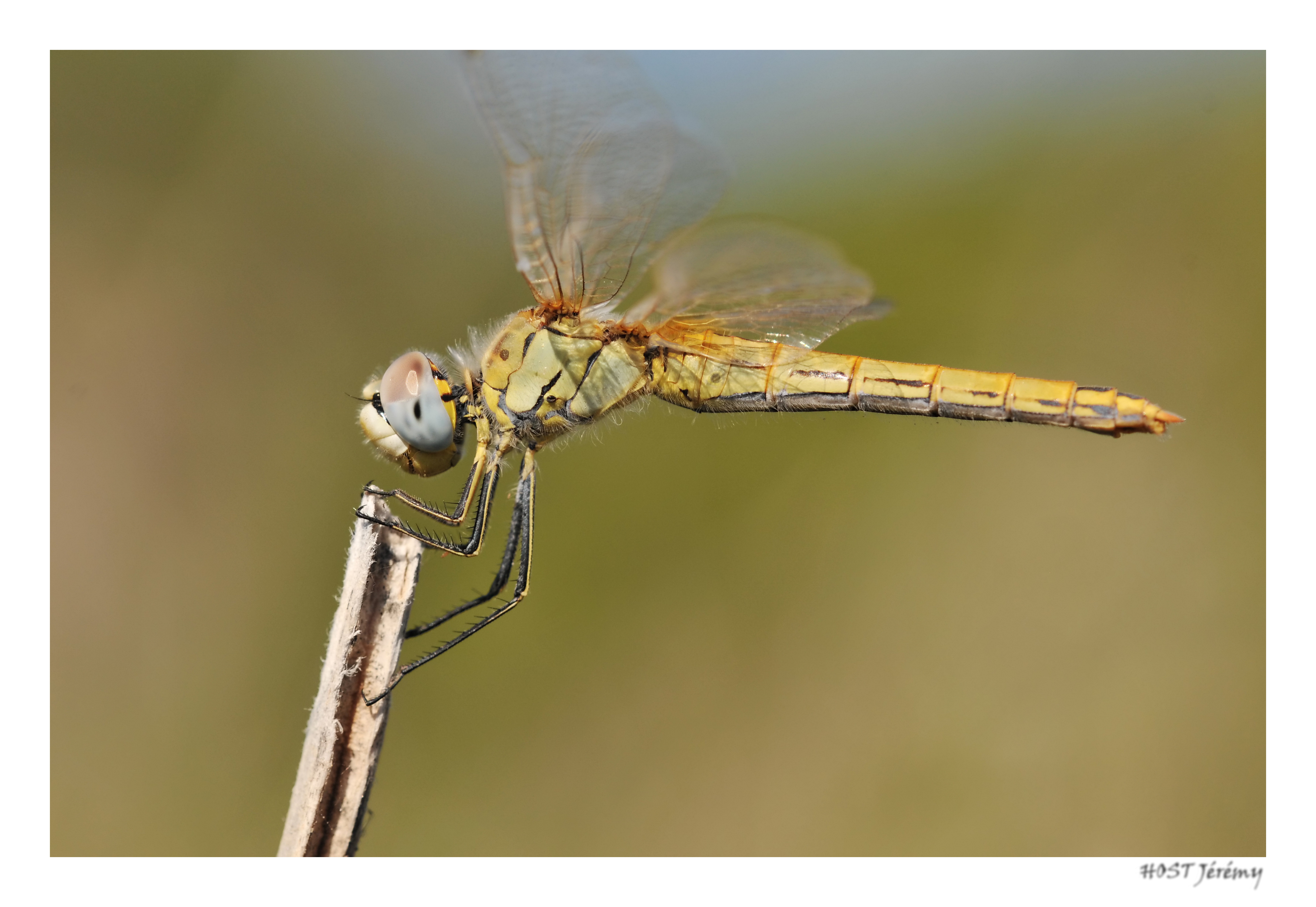 Fonds d'cran Animaux Insectes - Libellules Libellule .1