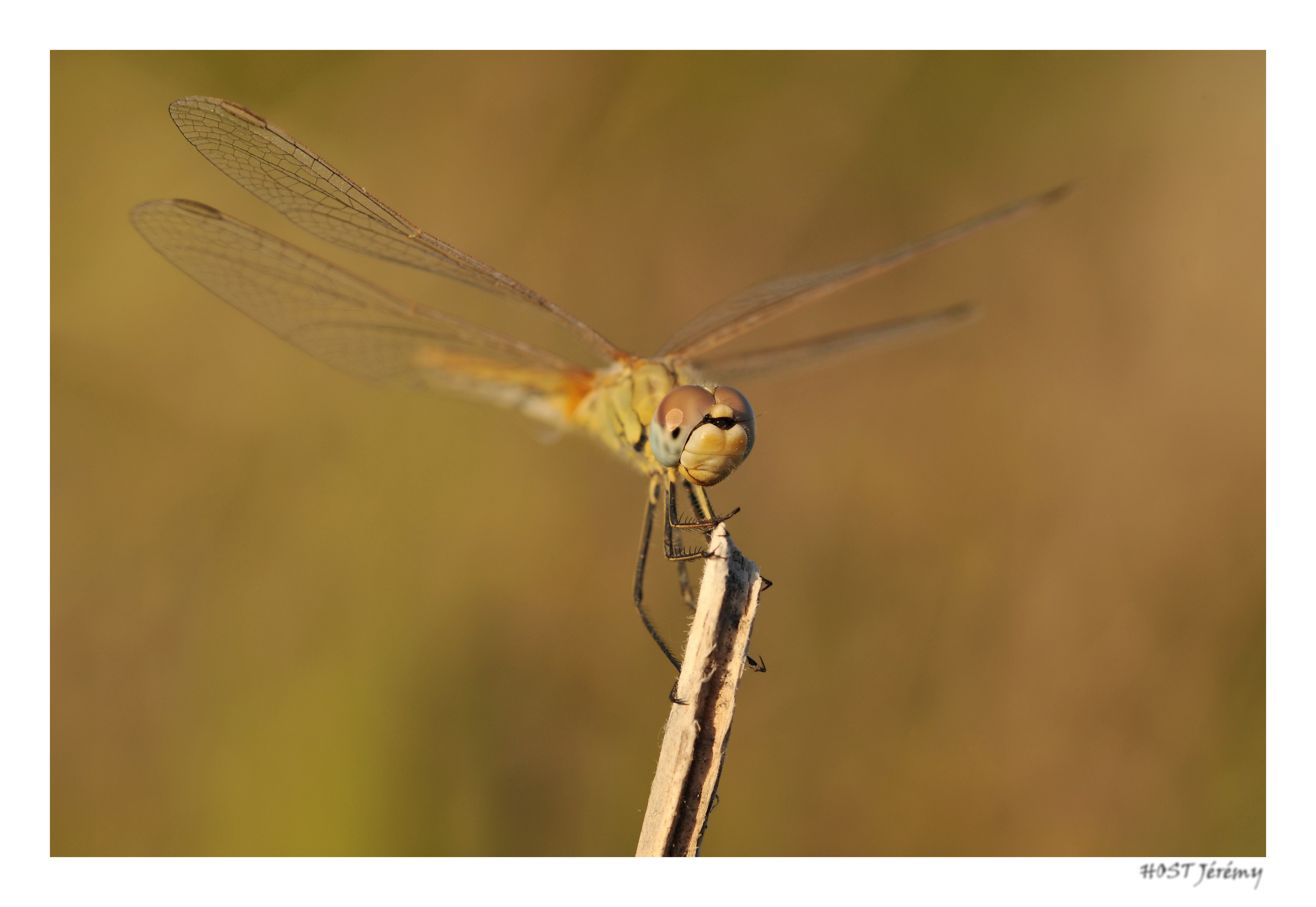 Wallpapers Animals Insects - Dragonflies Libellule .2