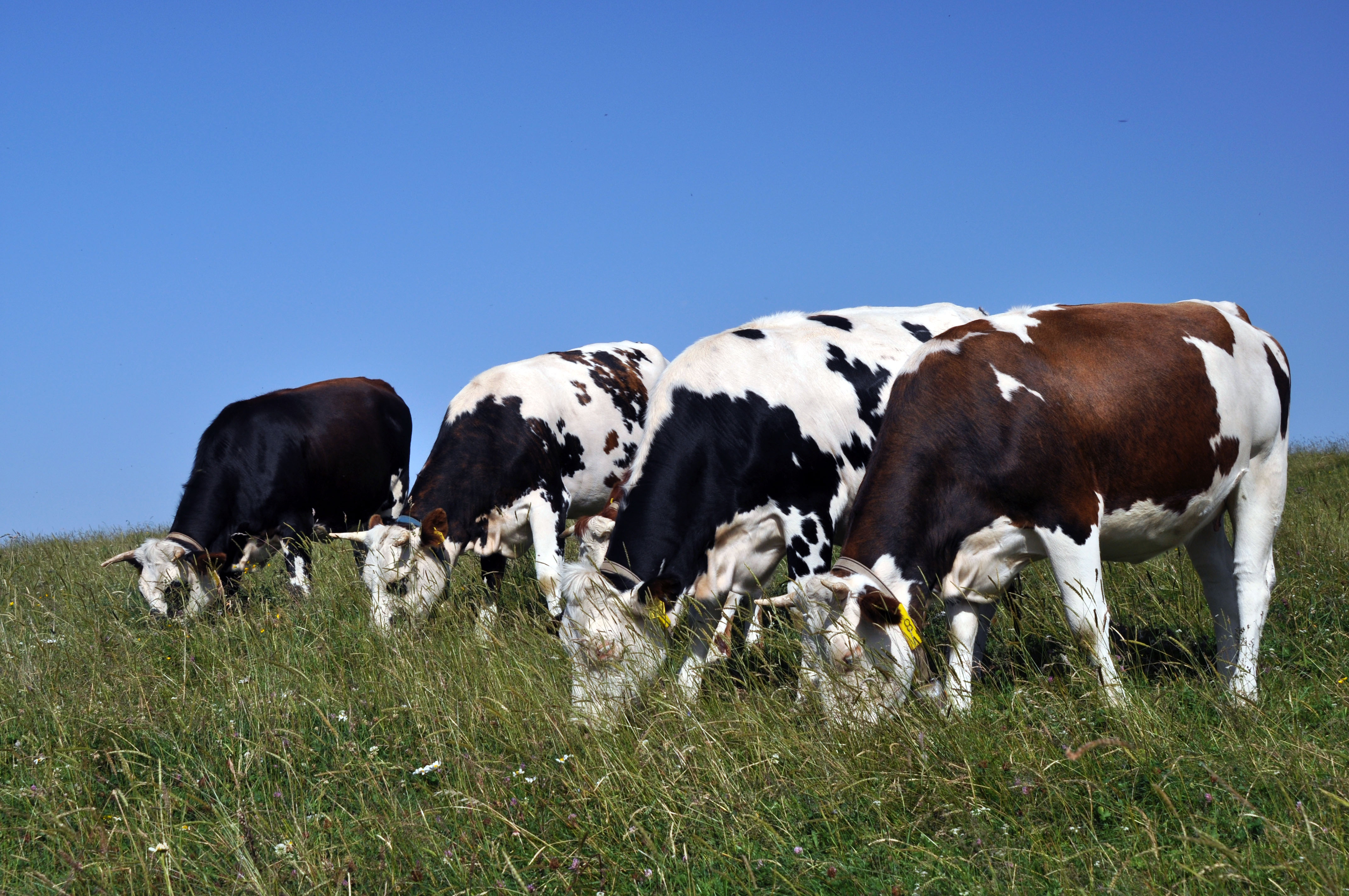 Wallpapers Animals Cows - Bulls - Beef des vaches