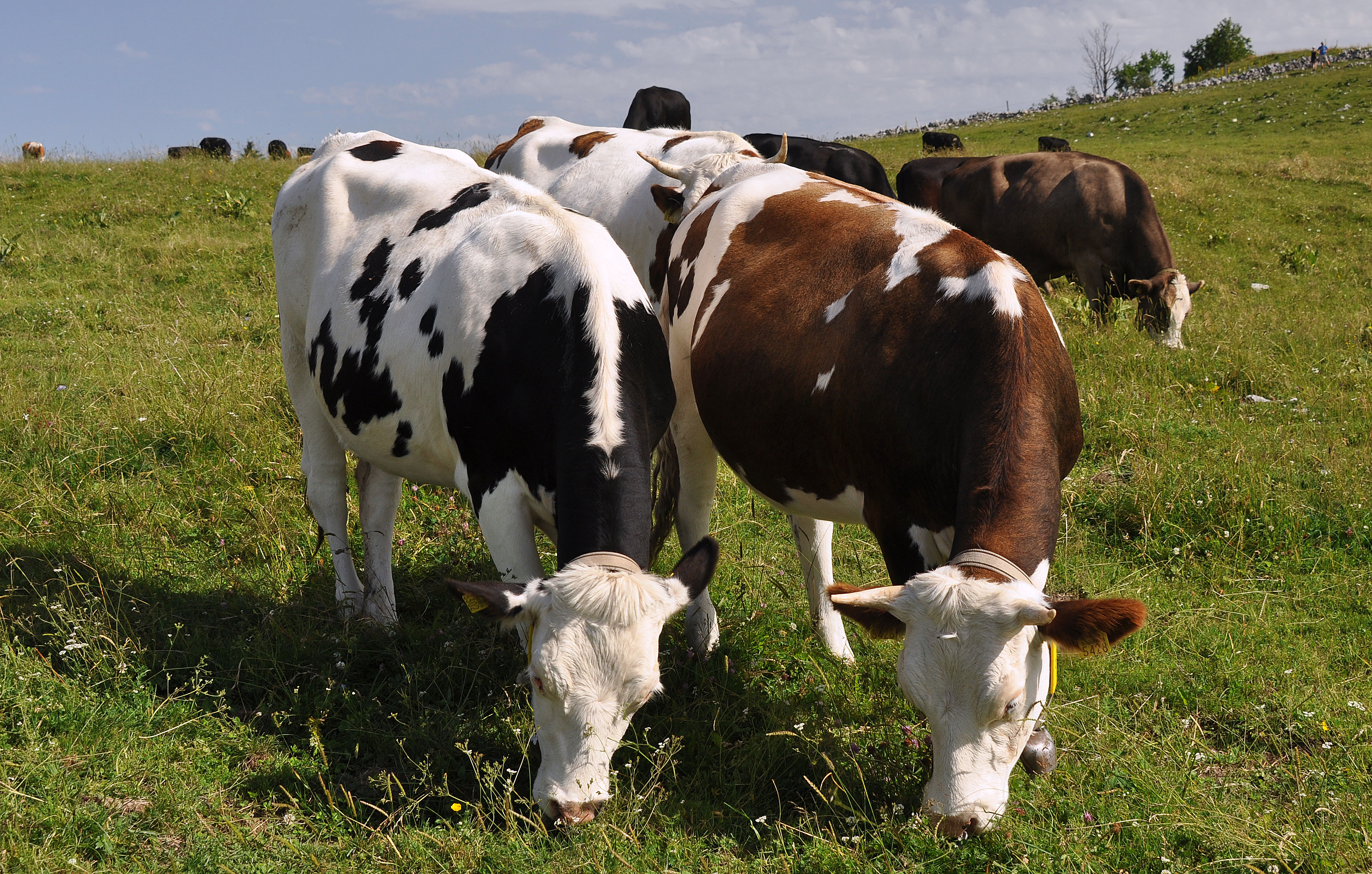 Wallpapers Animals Cows - Bulls - Beef vaches