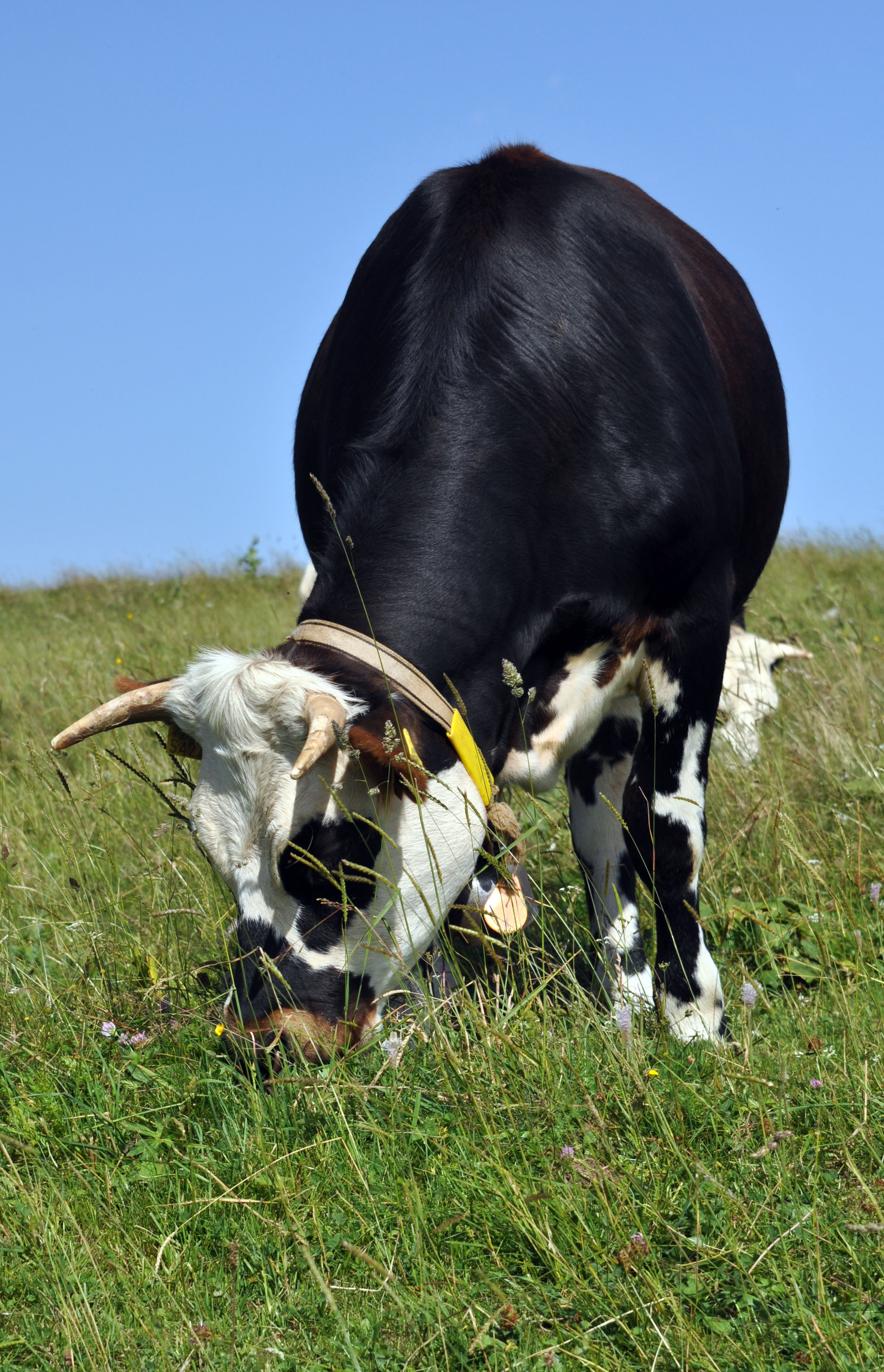 Wallpapers Animals Cows - Bulls - Beef 