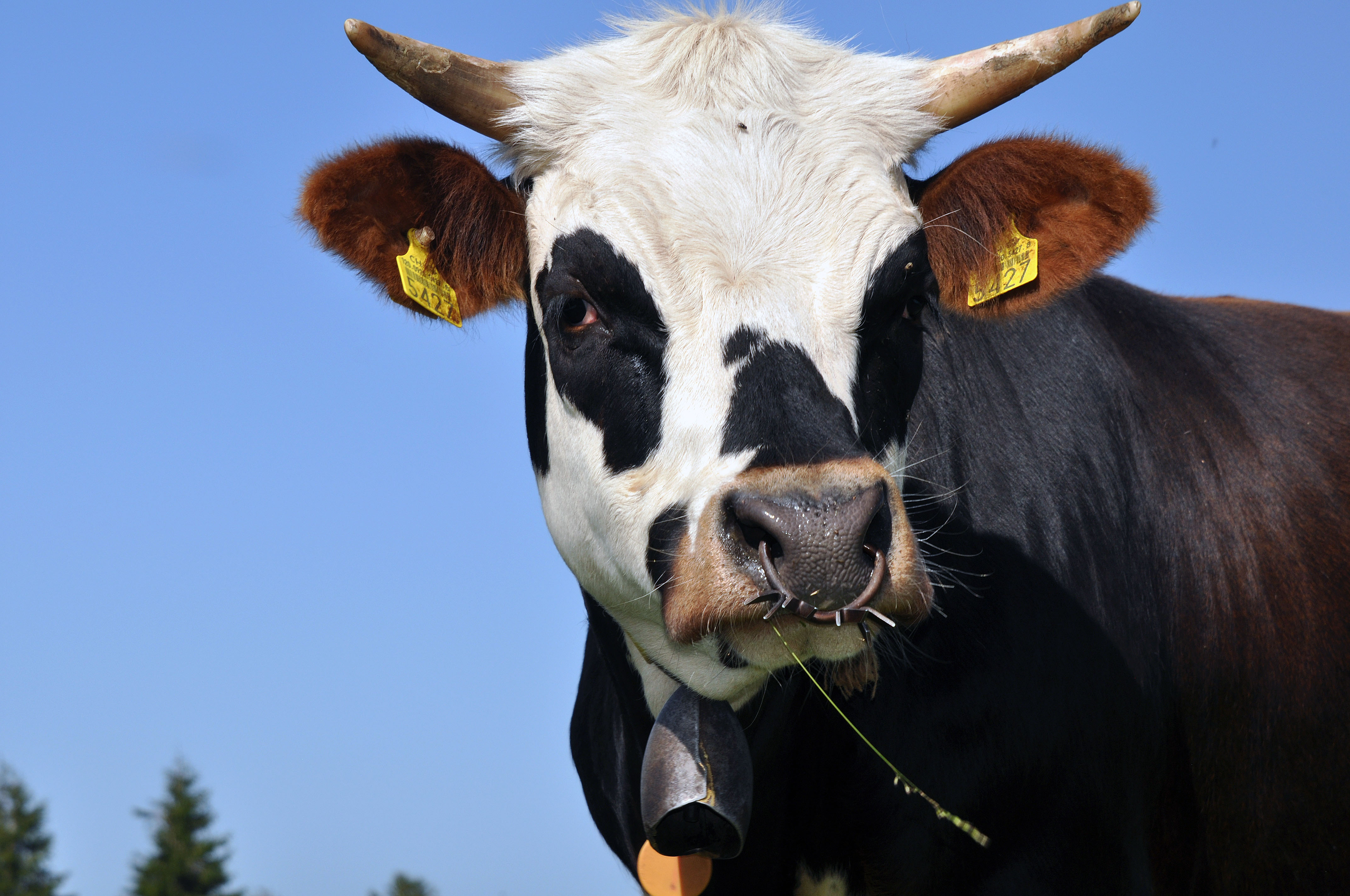 Fonds d'cran Animaux Vaches - Taureaux - Boeufs la vache milka