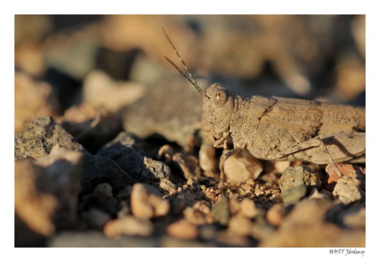 Wallpapers Animals Insects - Locusts Criquet .2