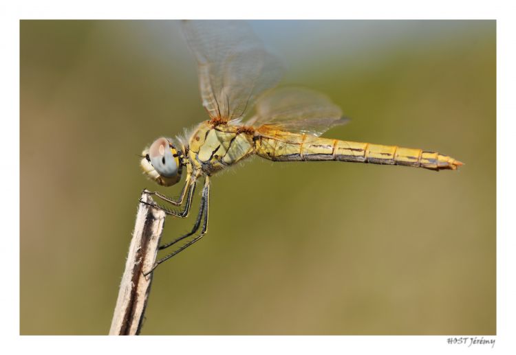 Fonds d'cran Animaux Insectes - Libellules Libellule .1