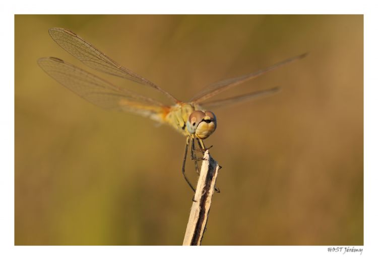 Fonds d'cran Animaux Insectes - Libellules Libellule .2