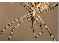  Animaux Araignée... de plus près ;)