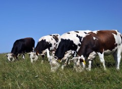  Animaux des vaches