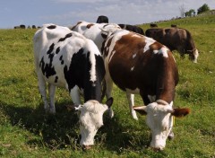  Animaux vaches