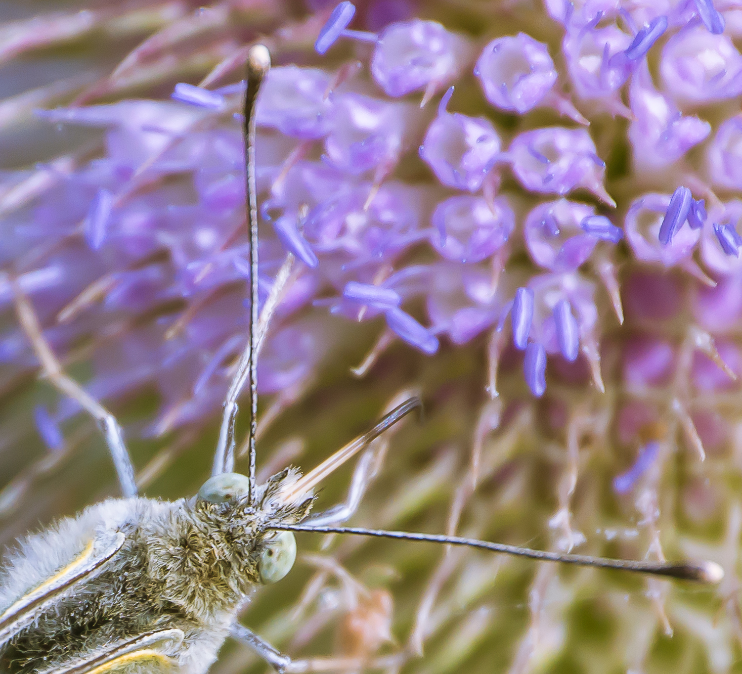 Fonds d'cran Animaux Insectes - Papillons 