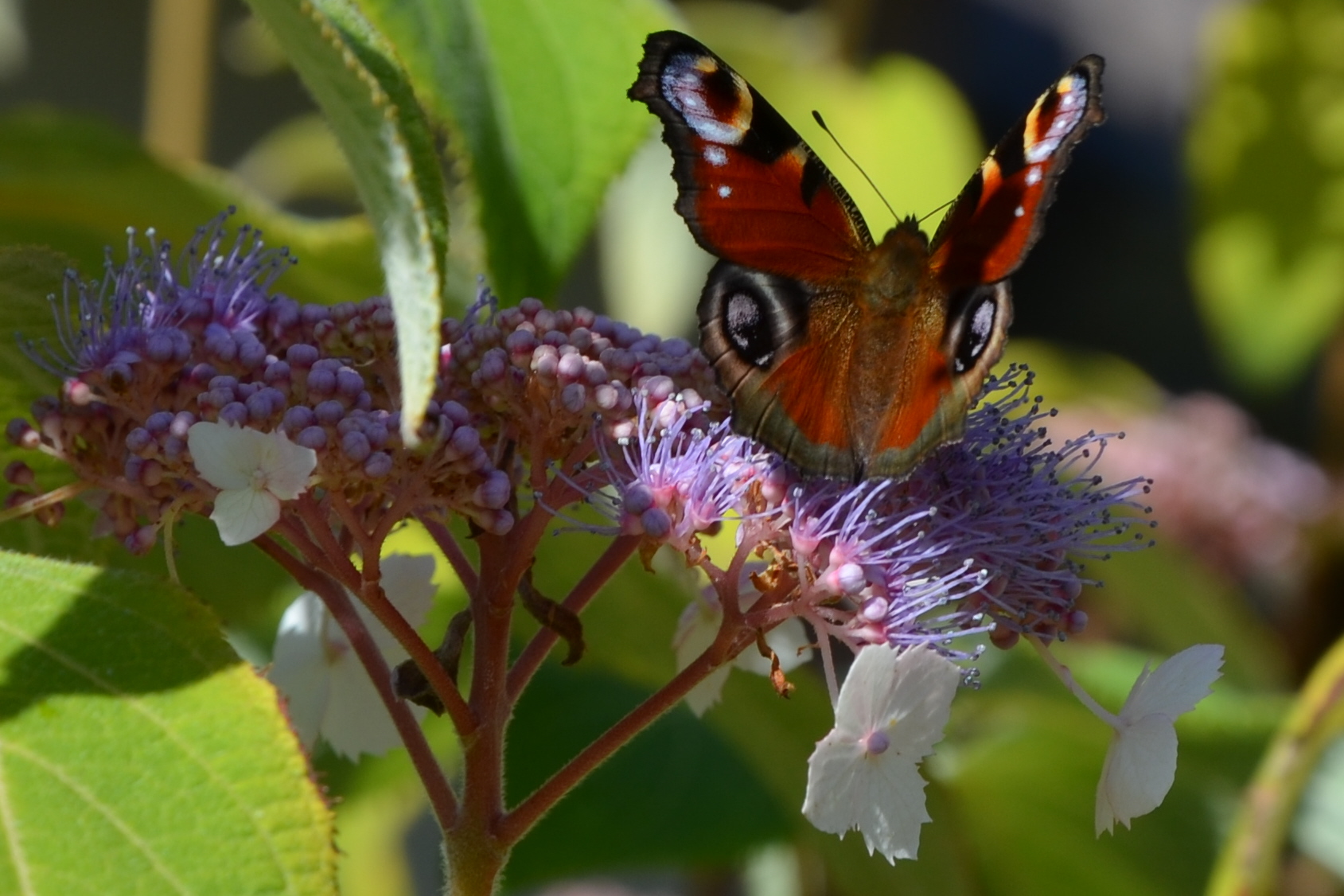 Wallpapers Animals Insects - Butterflies 