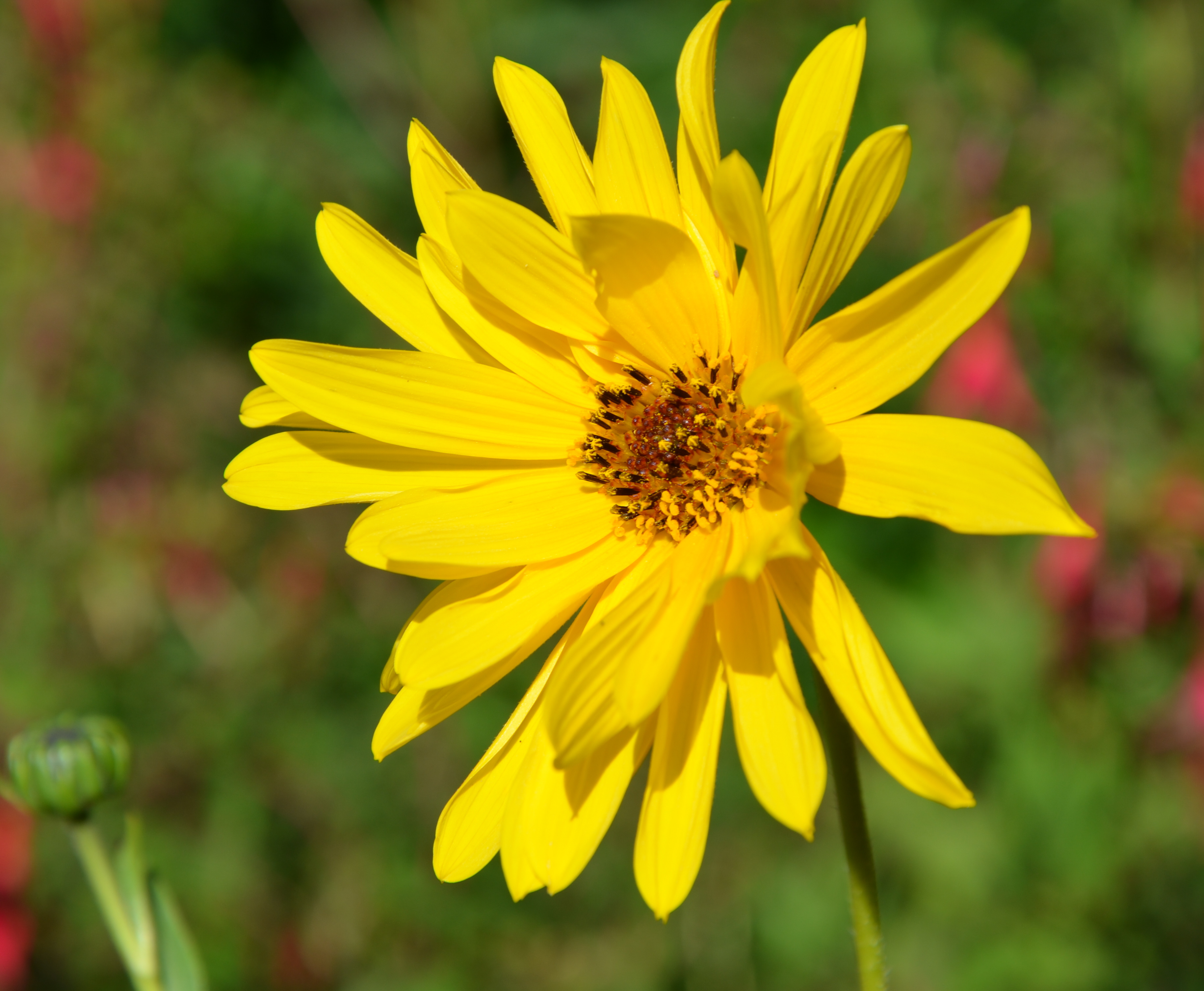 Fonds d'cran Nature Fleurs 