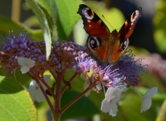  Animaux Image sans titre N357405