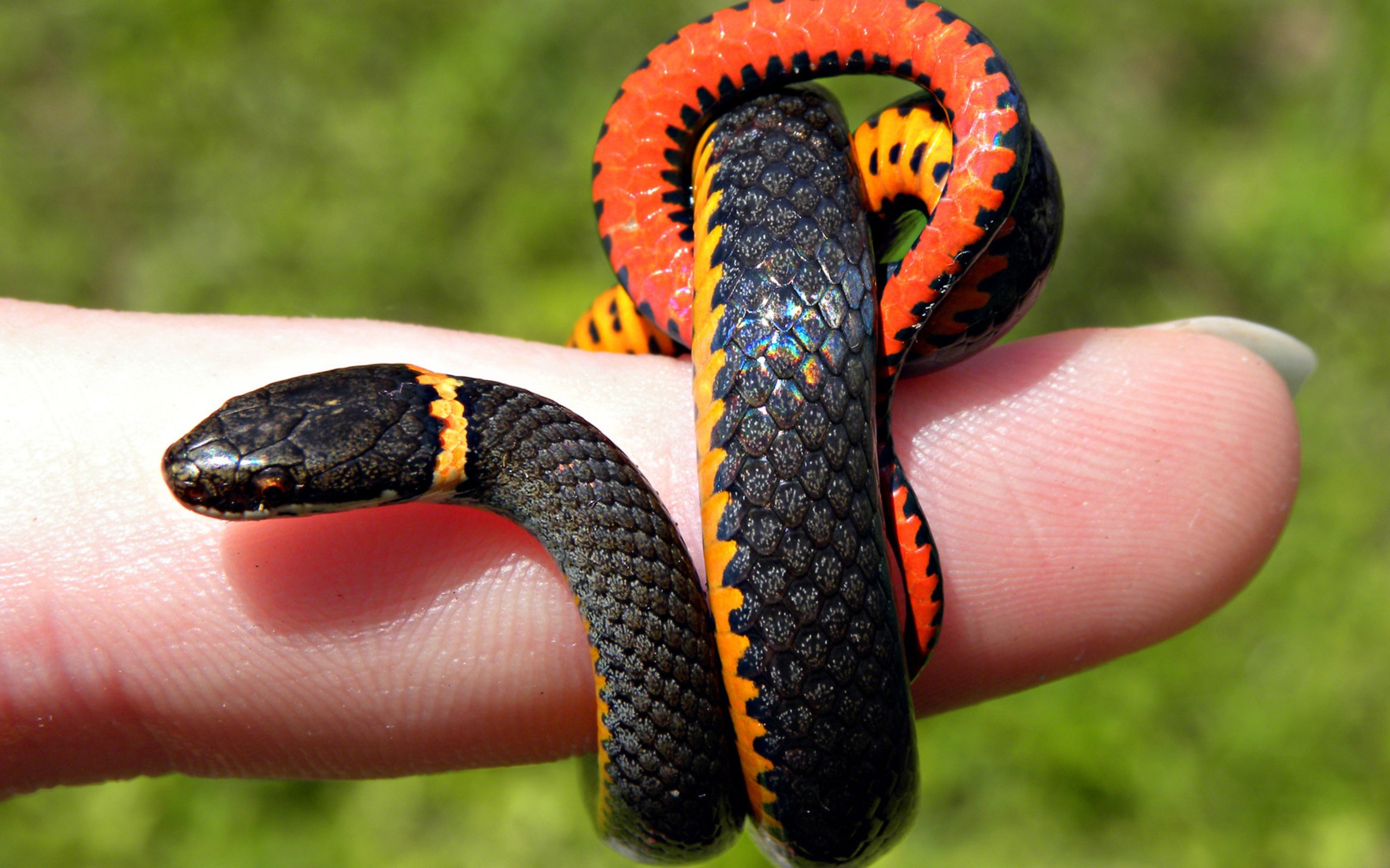 Fonds d'cran Animaux Serpents 