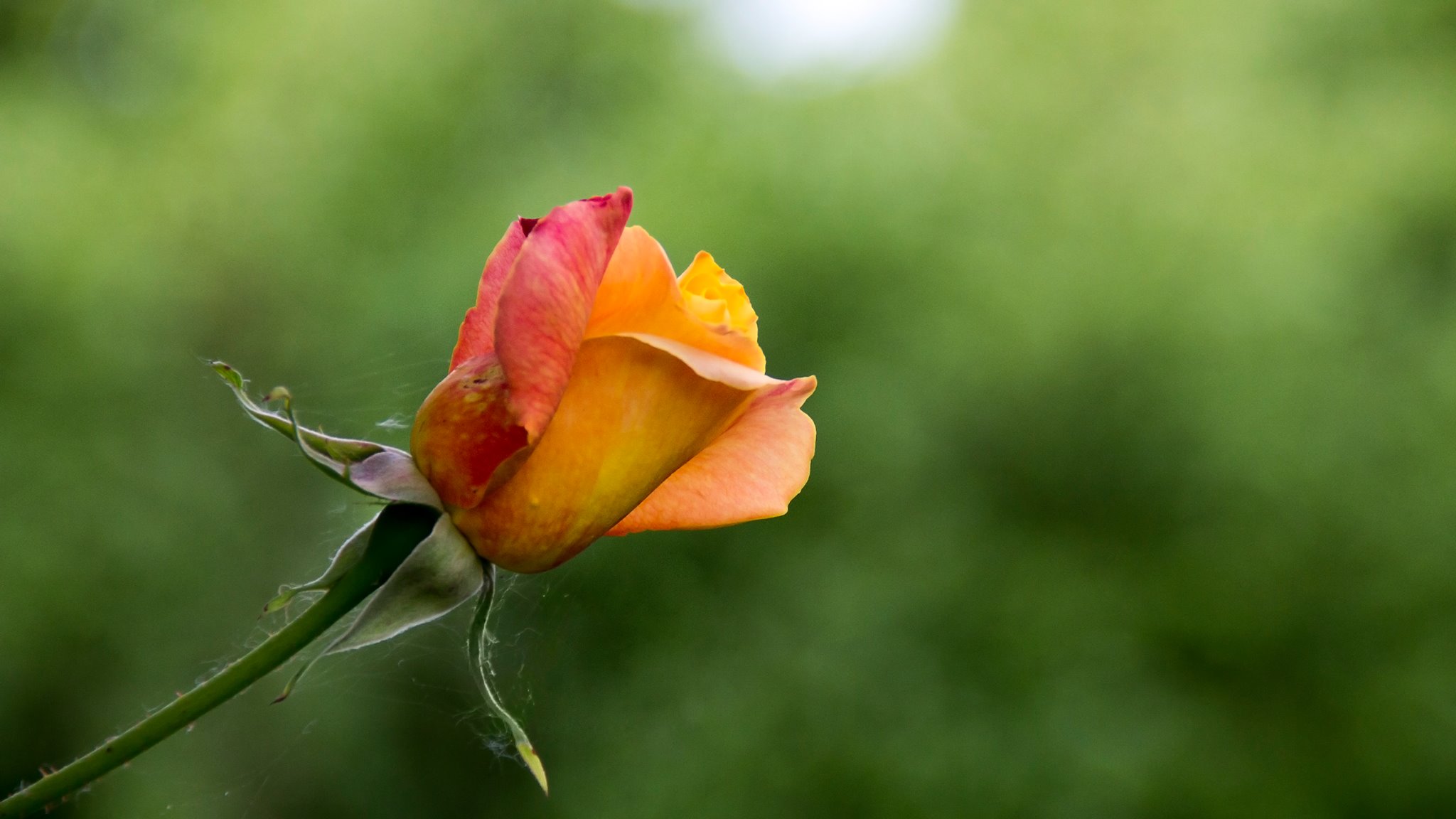 Fonds d'cran Nature Fleurs Rose Orange