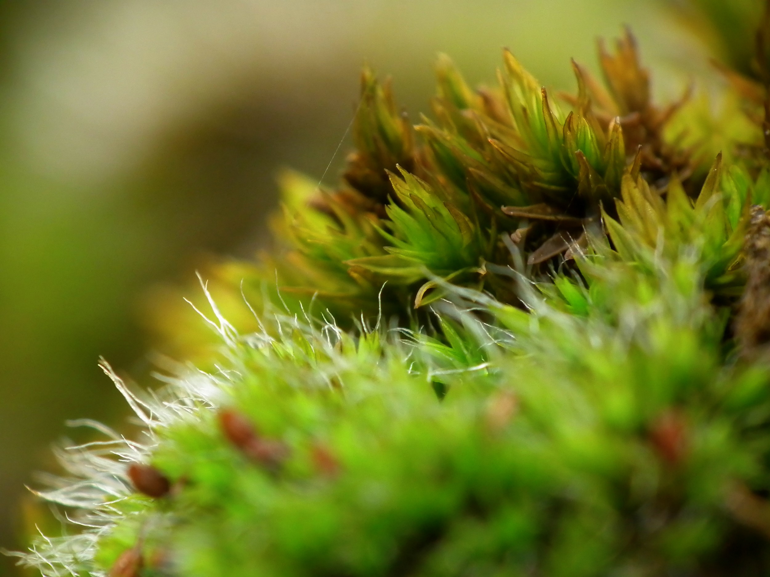 Wallpapers Nature Moss - Lichens 