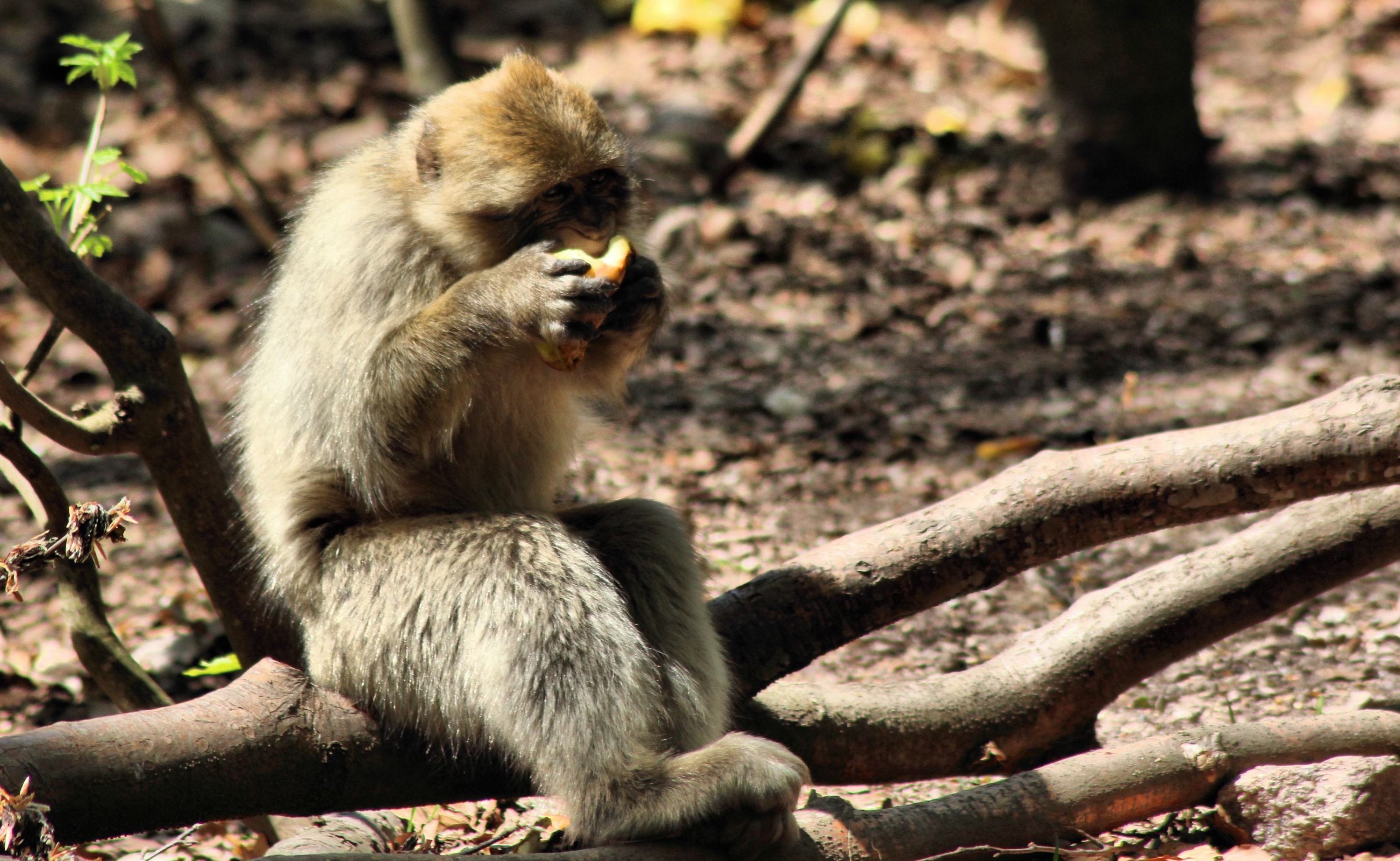 Fonds d'cran Animaux Singes Casse-croûte