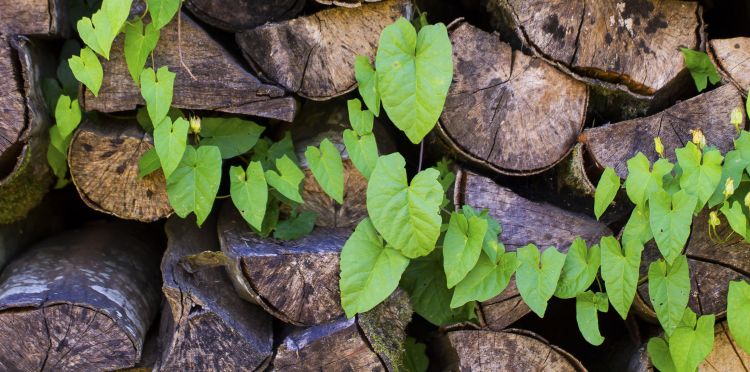 Fonds d'cran Nature Feuilles - Feuillages Liseron