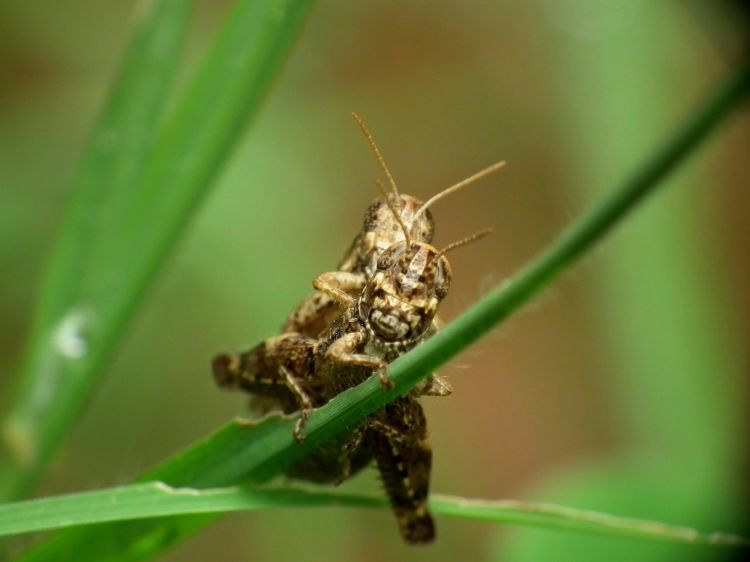 Fonds d'cran Animaux Insectes - Sauterelles et Criquets Duo..