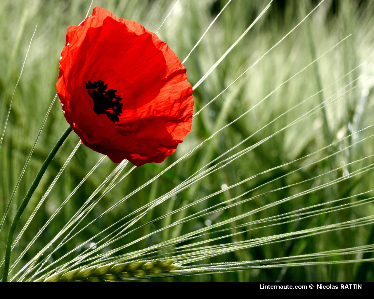 Fonds d'cran Nature Fleurs 