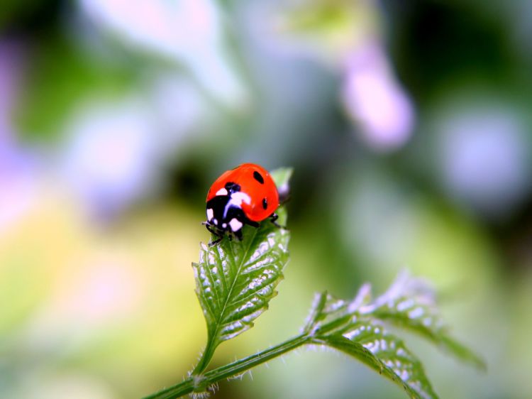 Wallpapers Animals Insects - Ladybugs coccinelle seule au monde