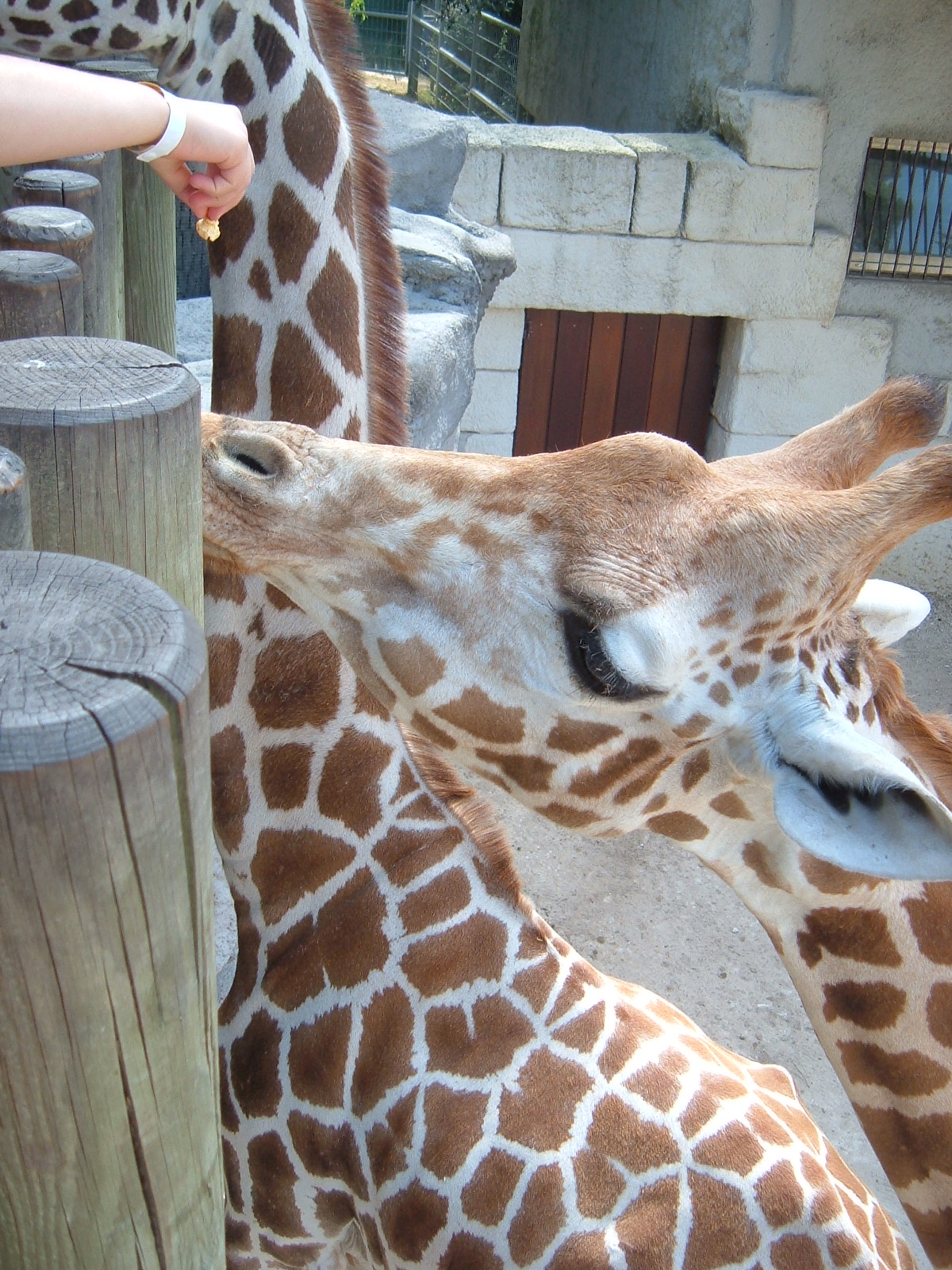 Fonds d'cran Animaux Girafes 