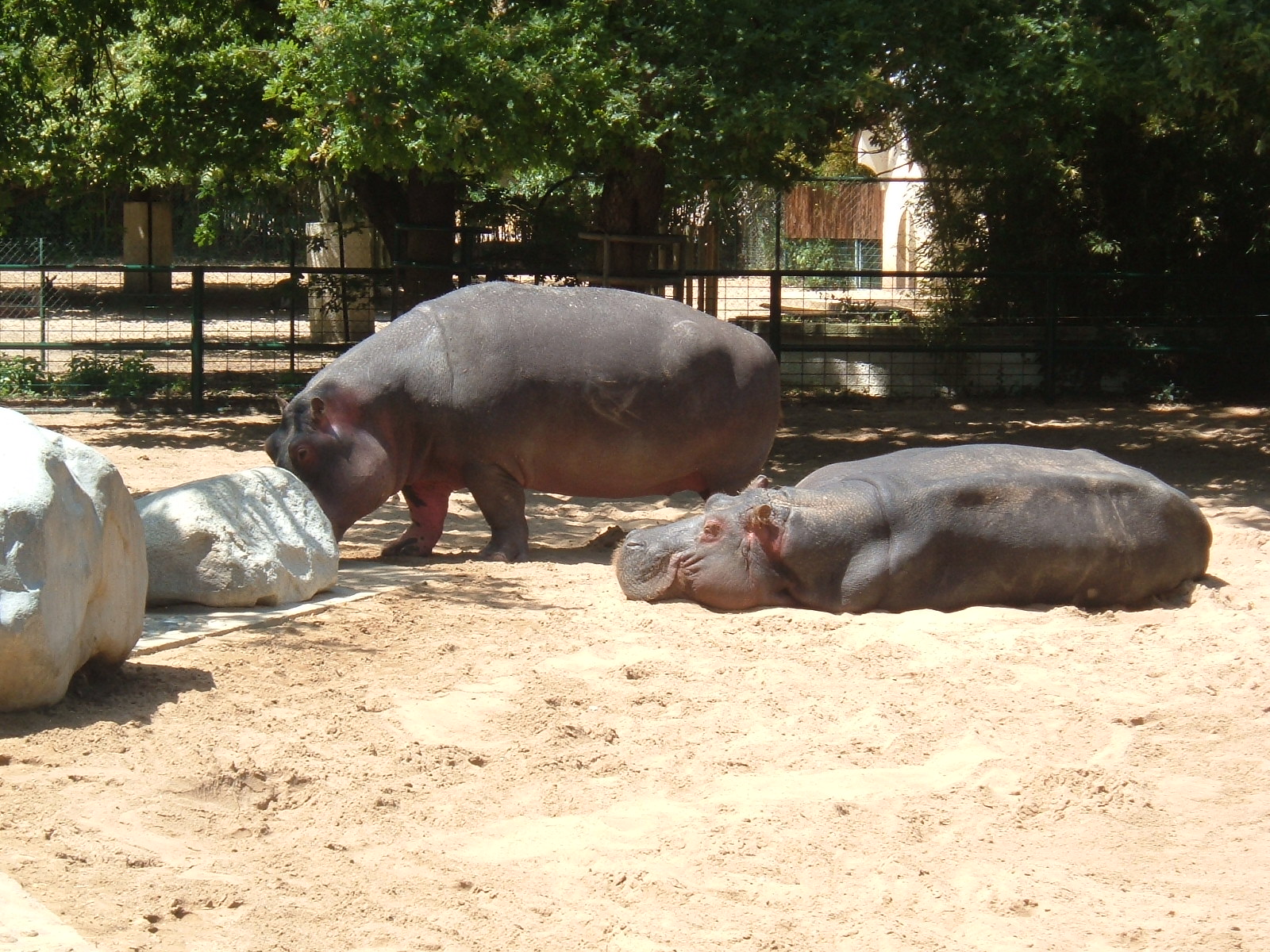 Wallpapers Animals Hippopotamuses 