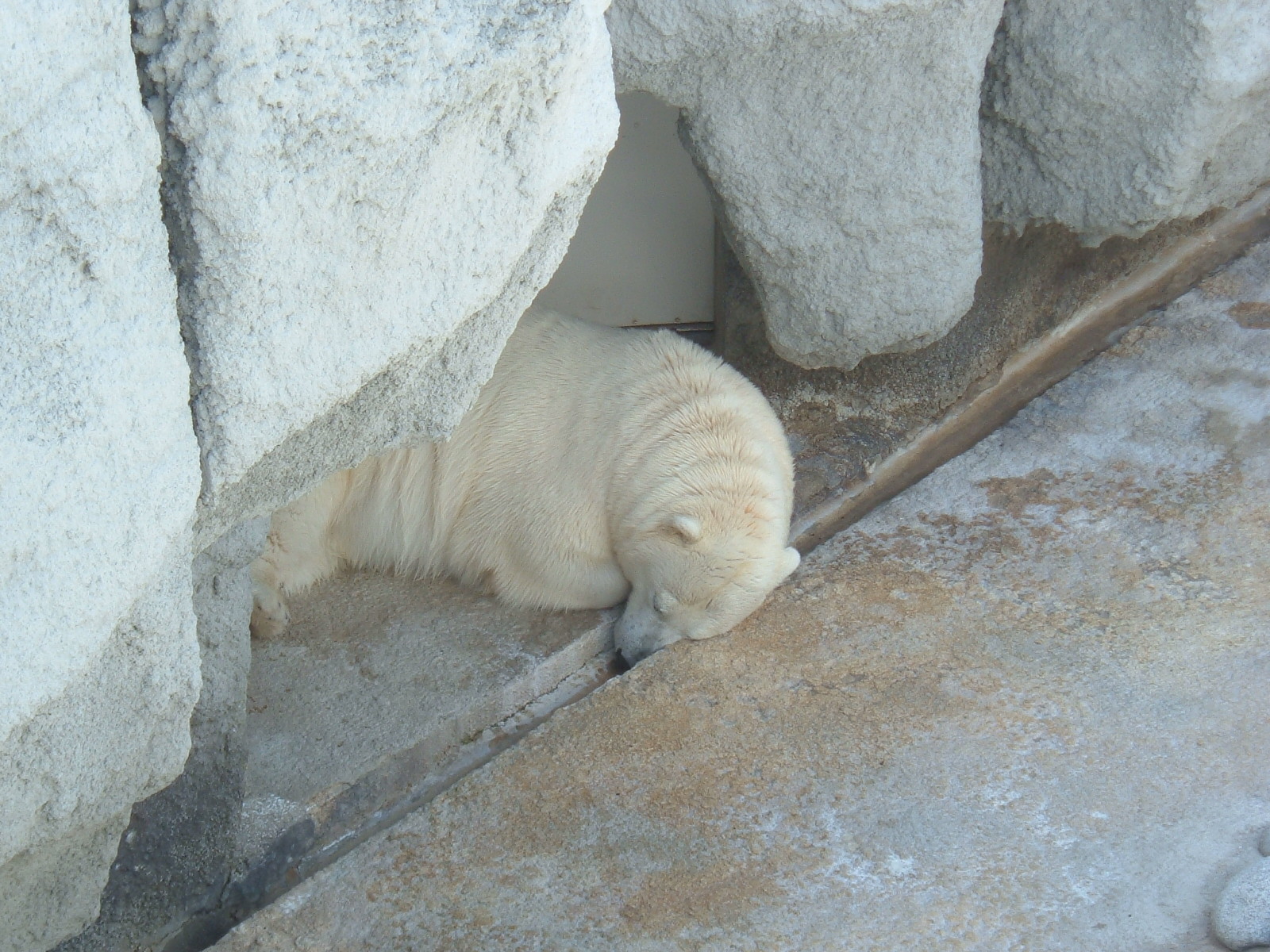 Fonds d'cran Animaux Ours 