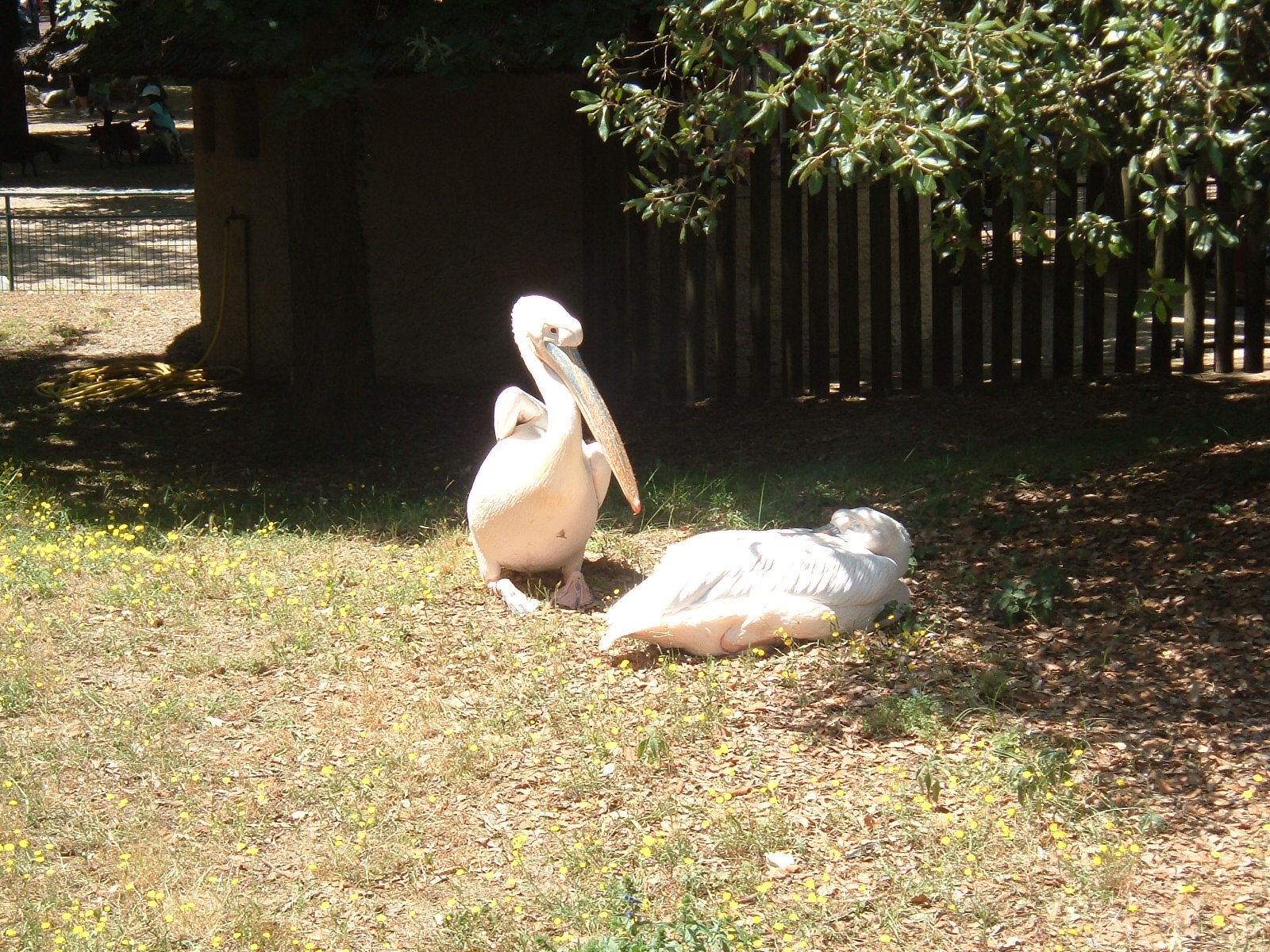 Fonds d'cran Animaux Oiseaux - Plicans 