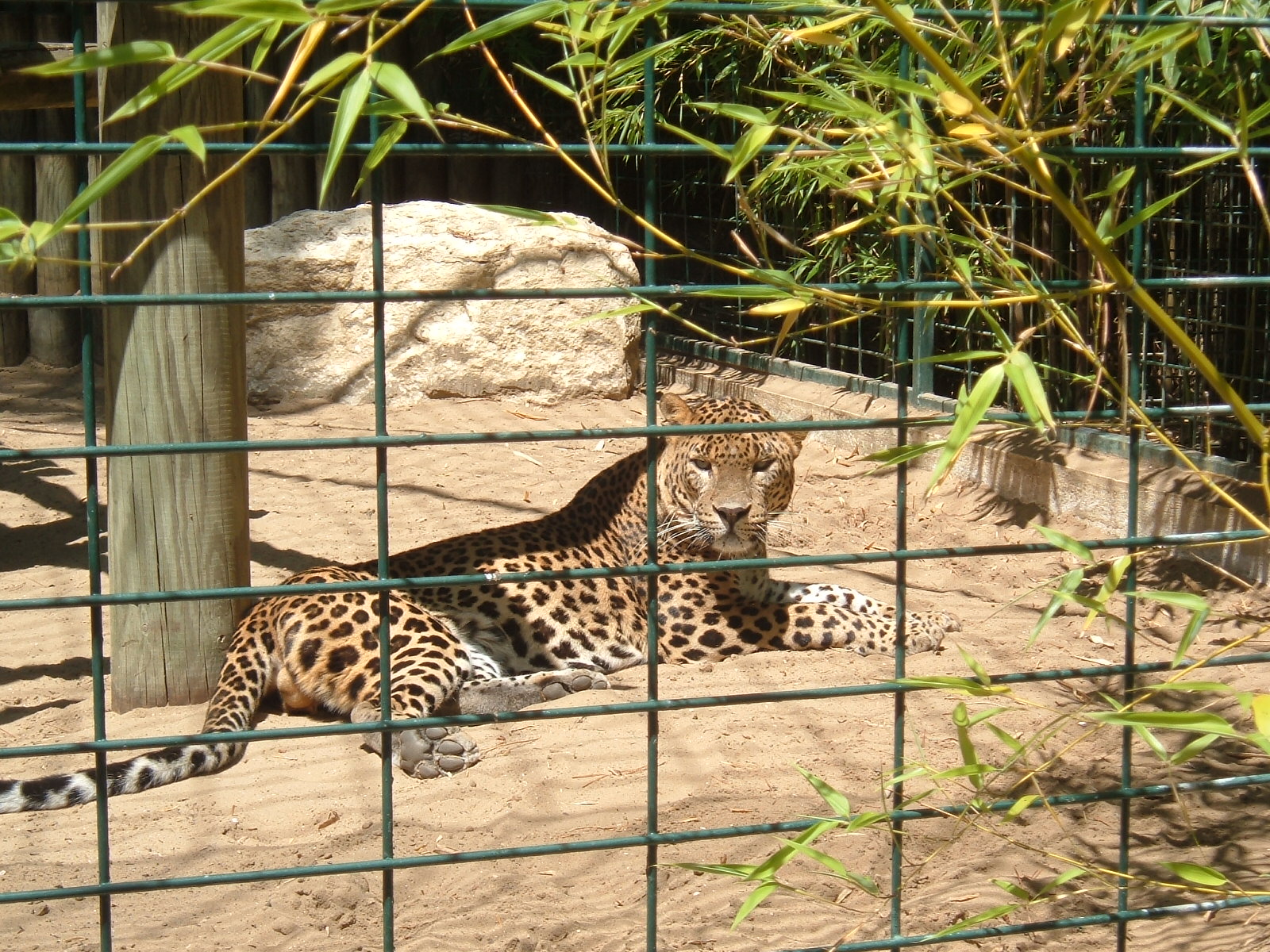 Fonds d'cran Animaux Flins - Lopards 