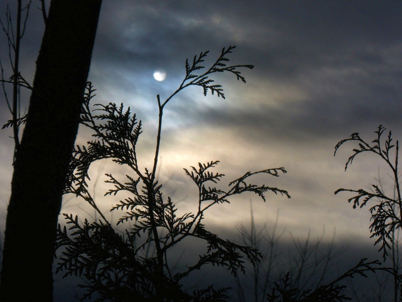 Wallpapers Nature Leaves - Foliage lune surveillant la nature