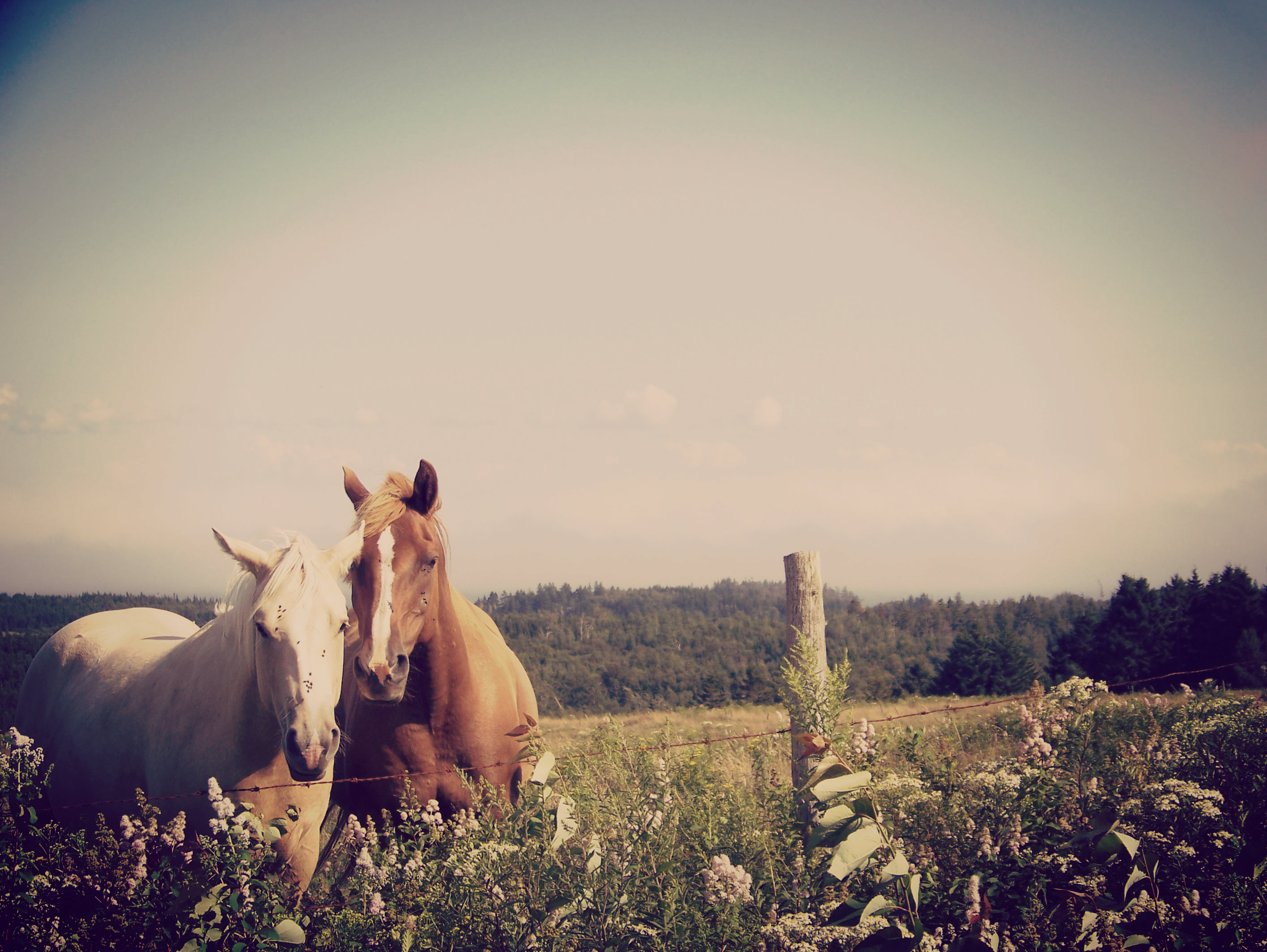 Fonds d'cran Animaux Chevaux 