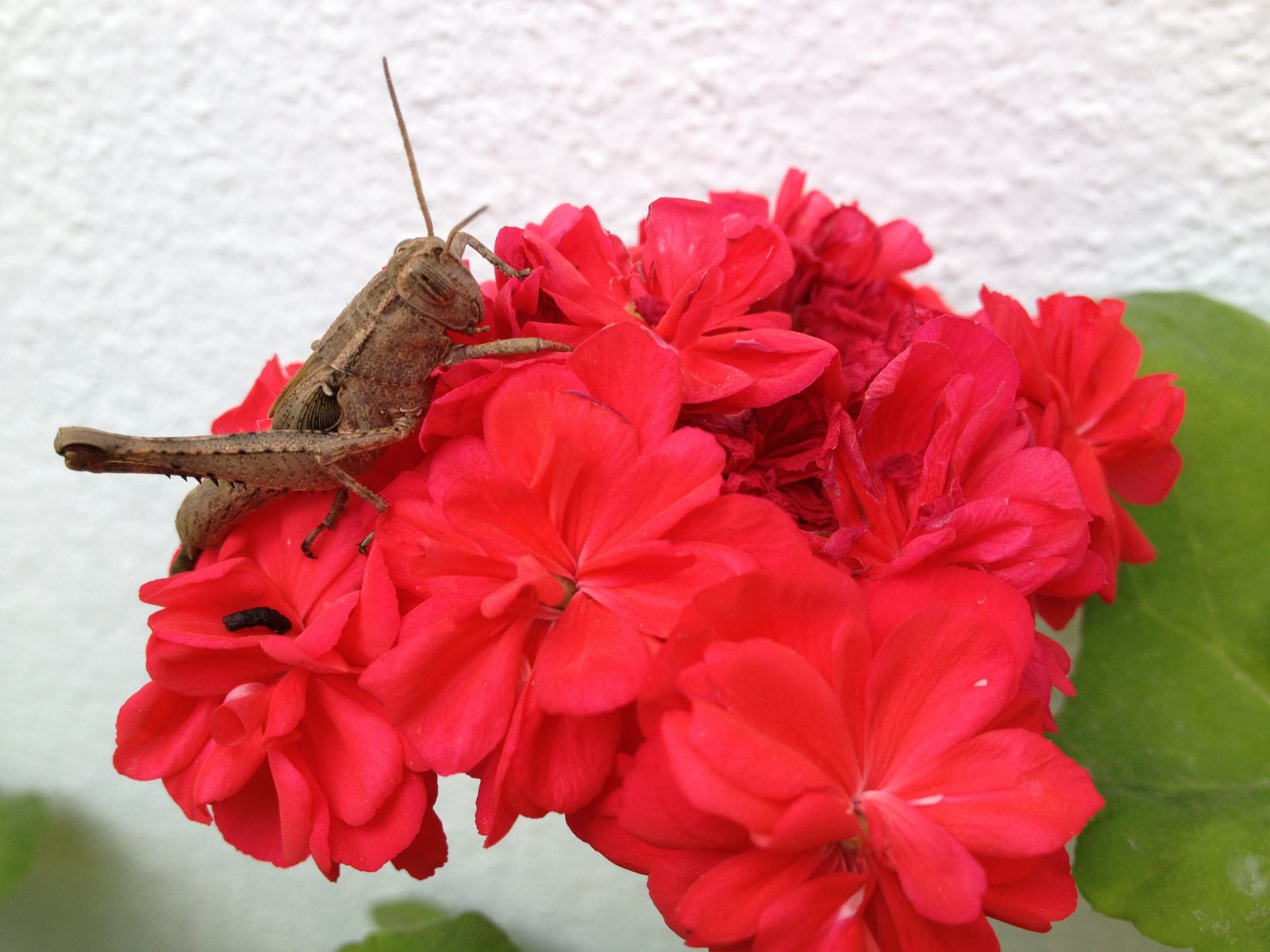 Wallpapers Animals Insects - Grasshoppers and Locusts sauterelle qui dort