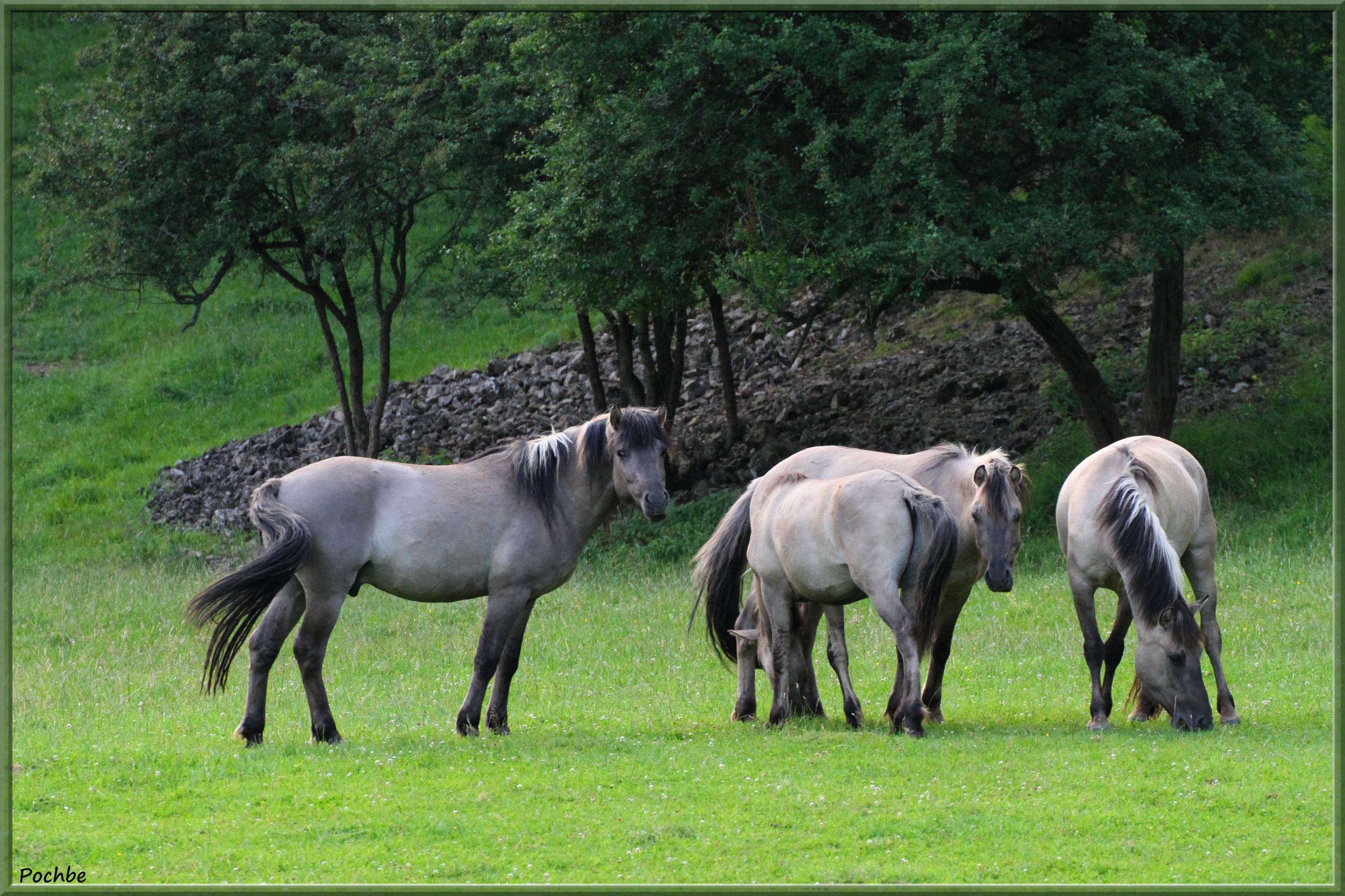 Fonds d'cran Animaux Chevaux 