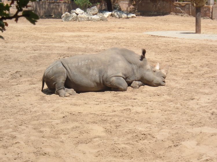 Fonds d'cran Animaux Rhinocros Wallpaper N357556