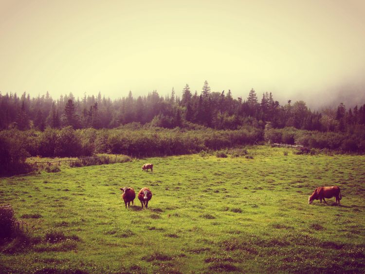 Fonds d'cran Animaux Vaches - Taureaux - Boeufs Wallpaper N357666