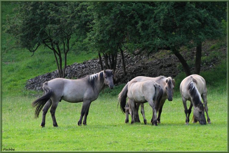 Fonds d'cran Animaux Chevaux Wallpaper N357680