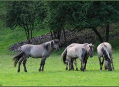  Animaux Image sans titre N357680