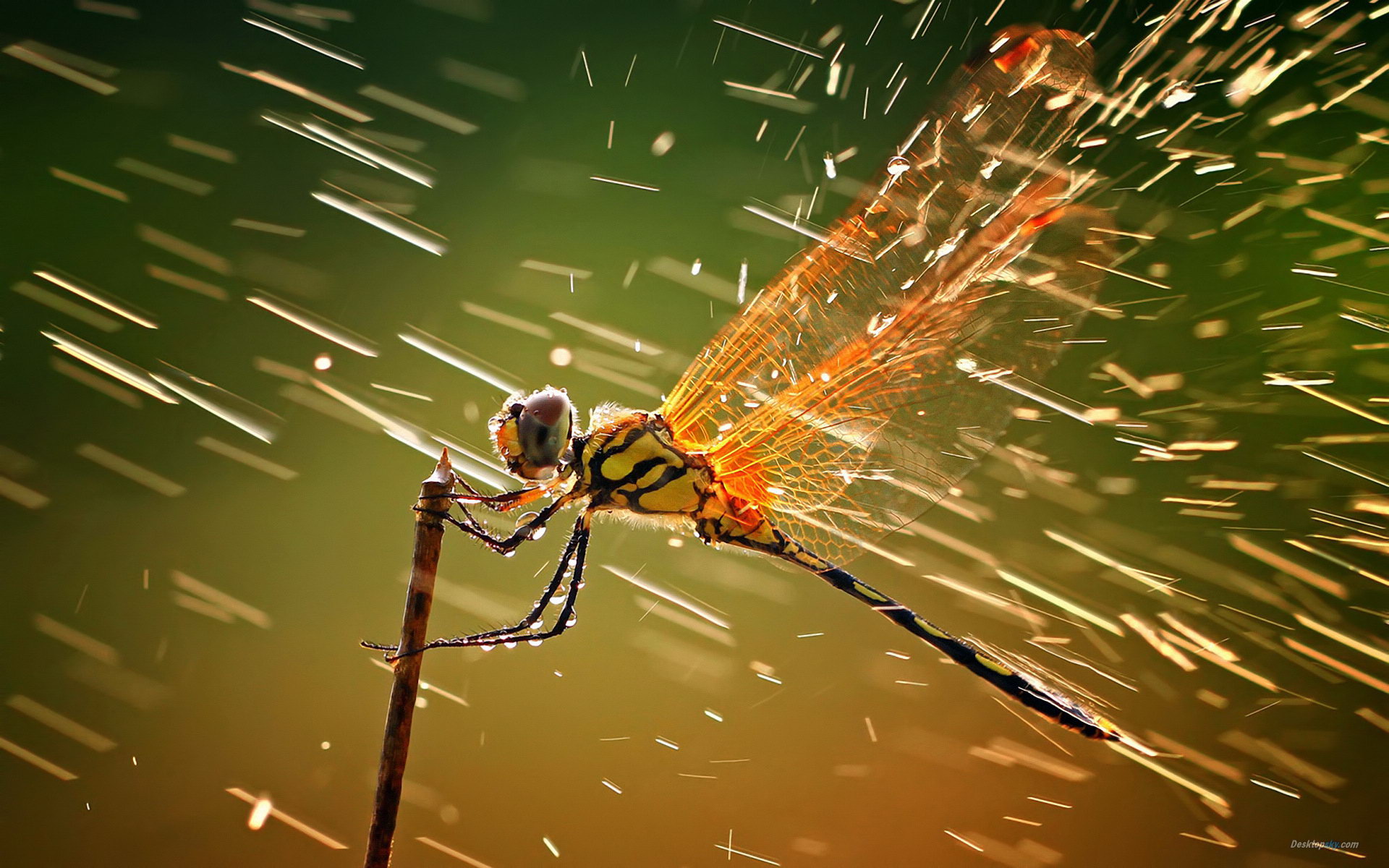 Wallpapers Animals Insects - Dragonflies libellule contre la pluie