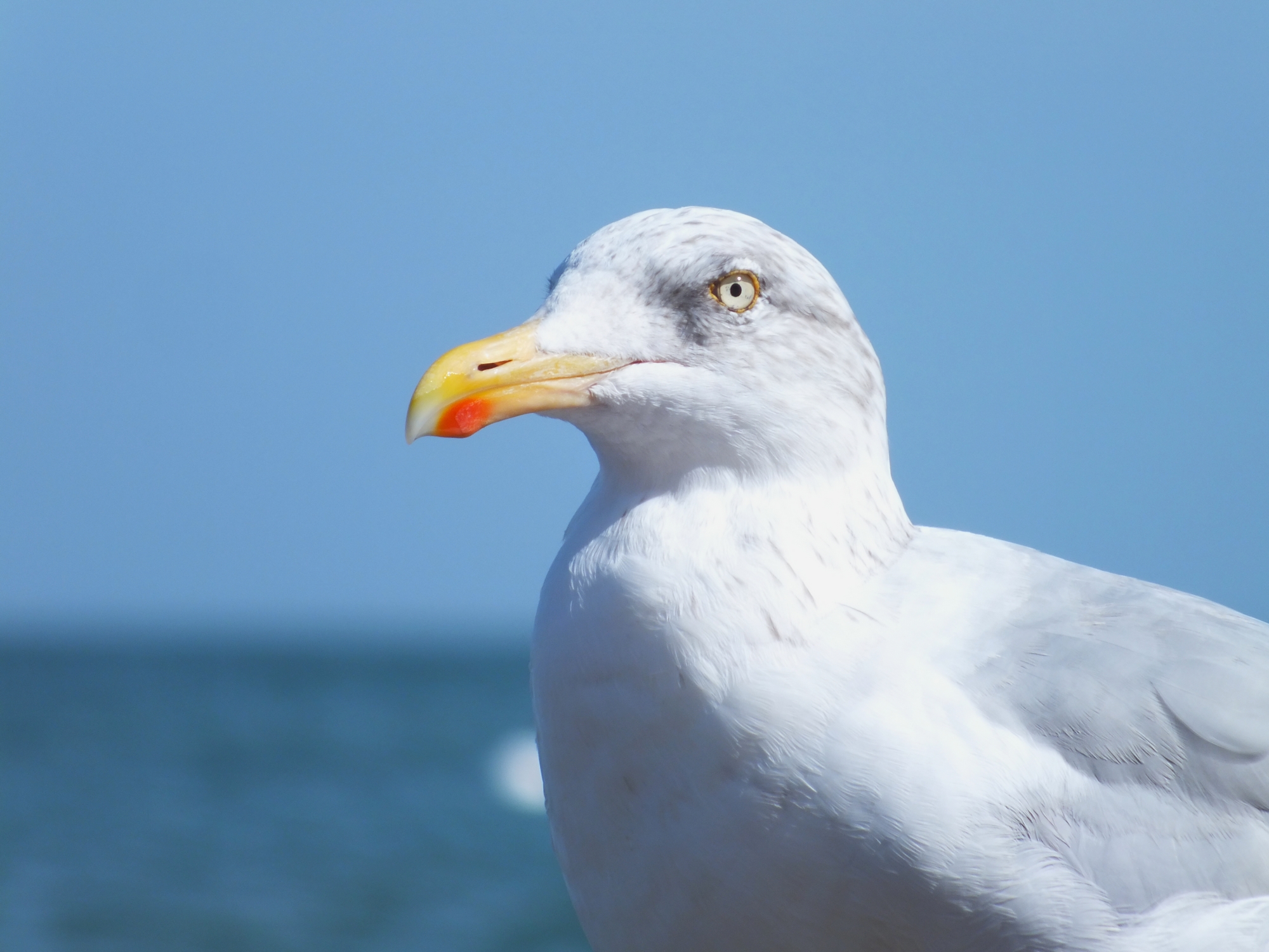 Fonds d'cran Animaux Oiseaux - Mouettes et Golands Mouettes 